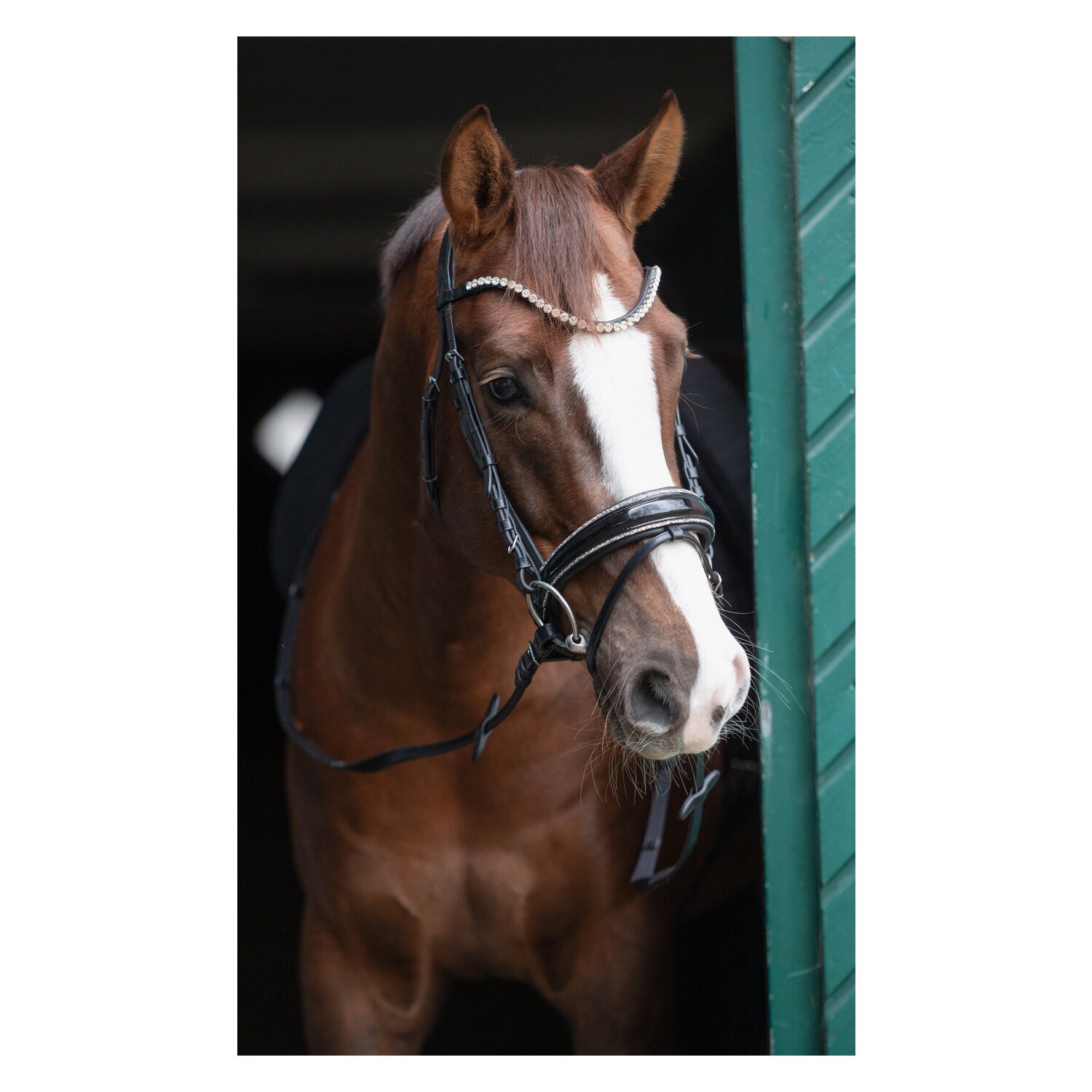 Cheval de Luxe Trensenzaum San Francisco – Ansicht 4