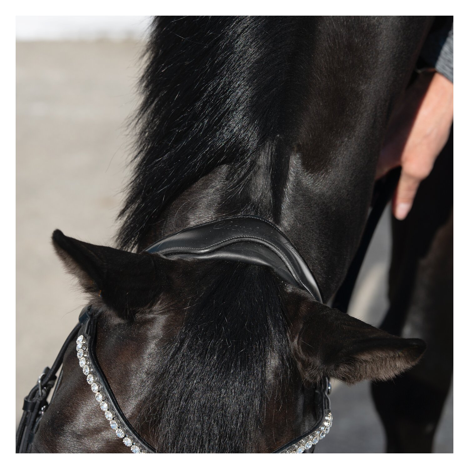 Cheval de Luxe Trensenzaum San Francisco – Ansicht 3