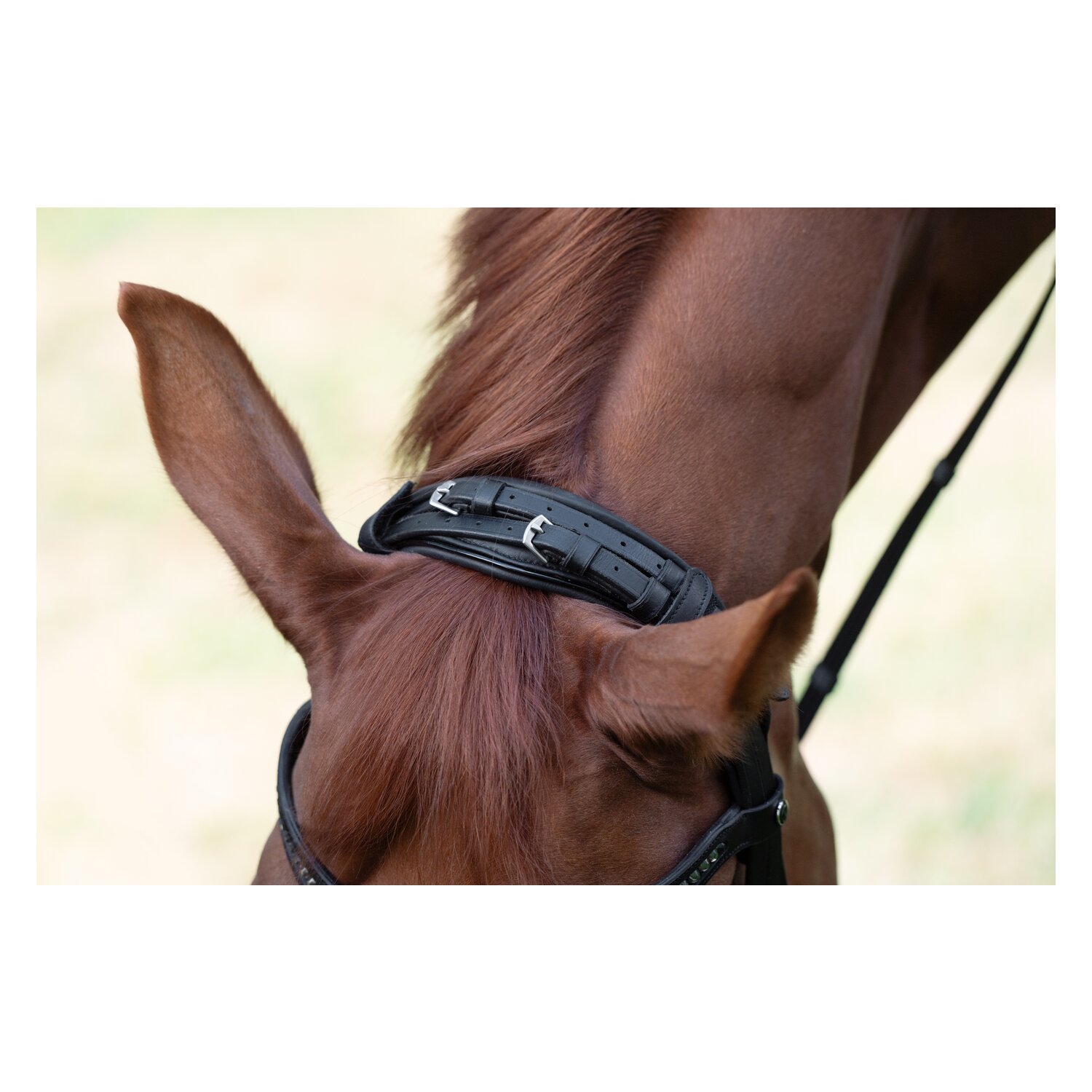 MONTIVUM Trensenzaum Bristol – Ansicht 4