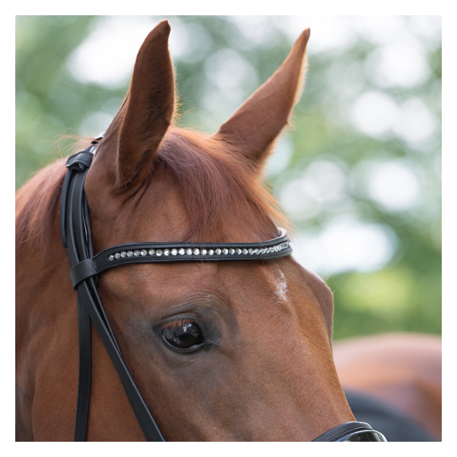 MONTIVUM Trensenzaum Bristol – Ansicht 2