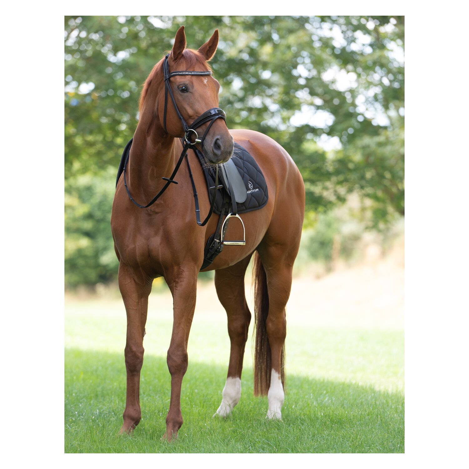 MONTIVUM Trensenzaum Bristol – Ansicht 5