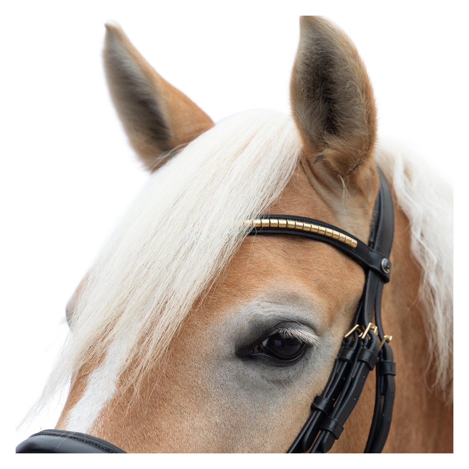 MONTIVUM Trensenzaum Oslo – Ansicht 2