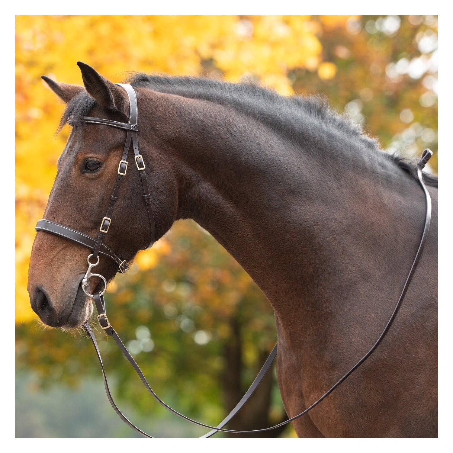 MONTIVUM Spanischer Trensenzaum Saragossa – Ansicht 2