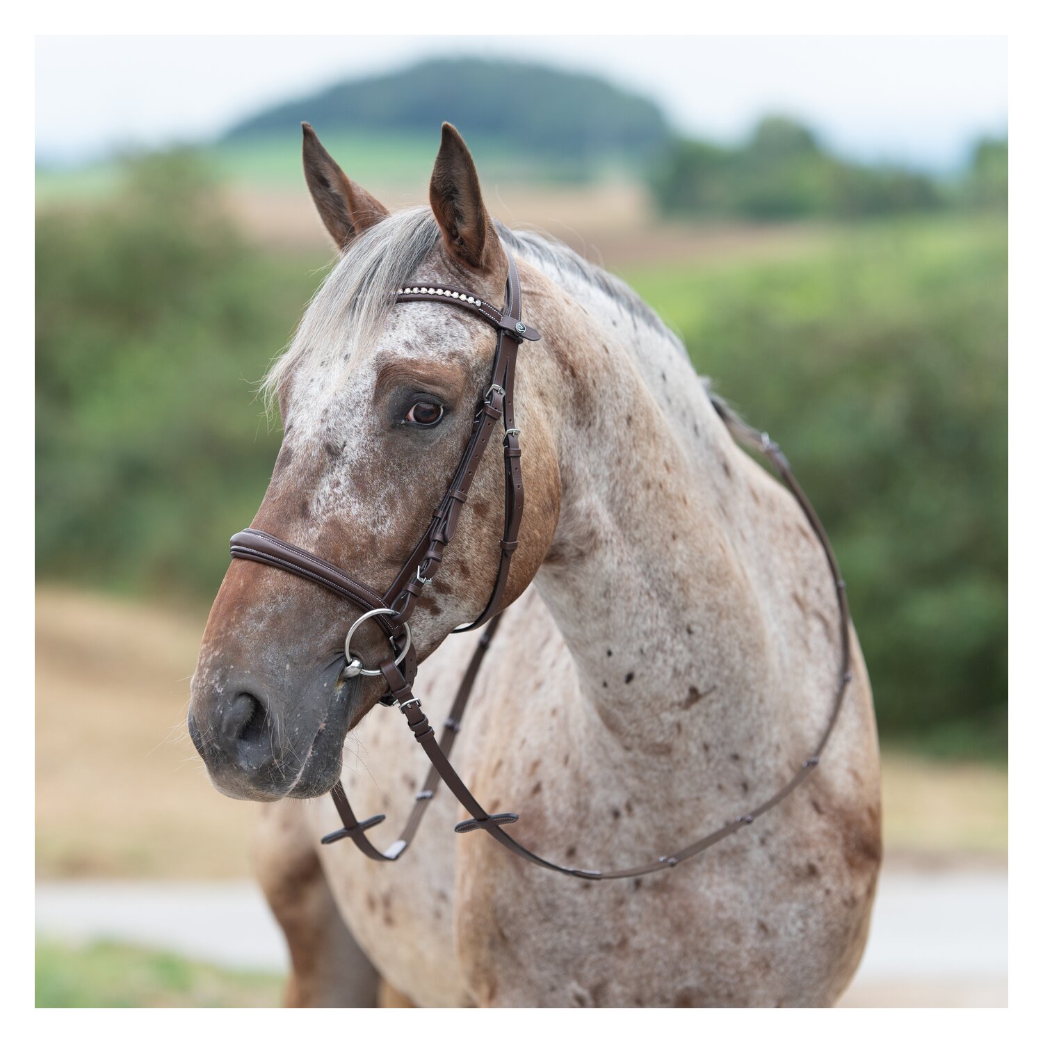 MONTIVUM Trensenzaum Breslau – Ansicht 2