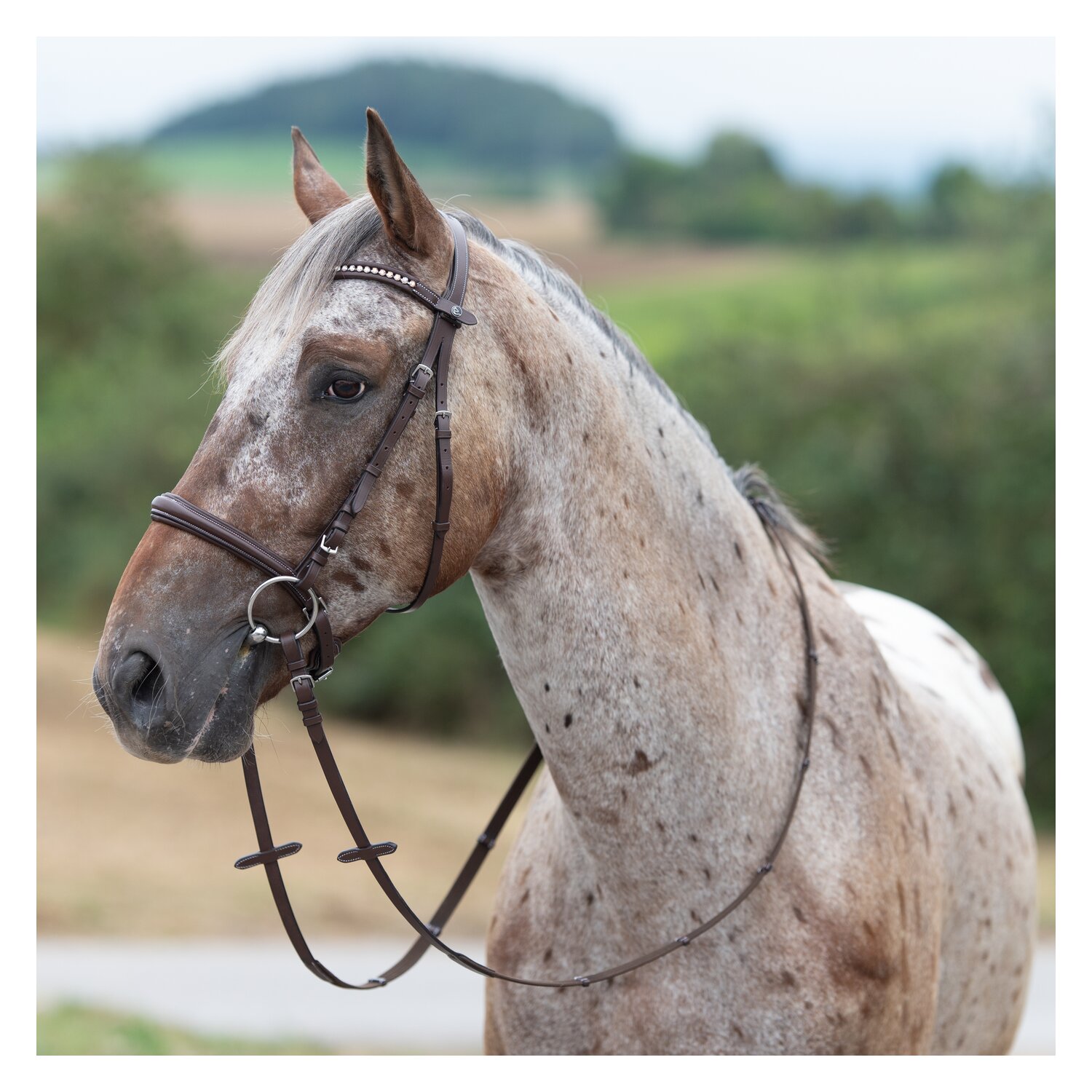 MONTIVUM Trensenzaum Breslau – Ansicht 3