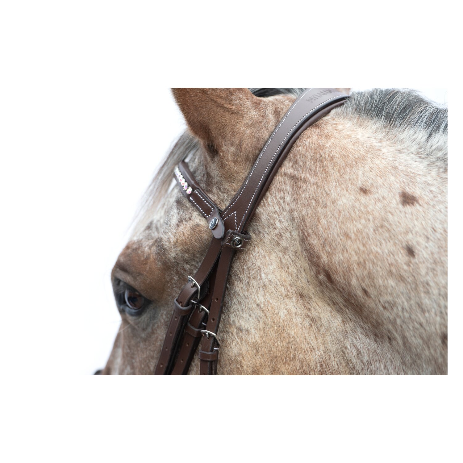 MONTIVUM Trensenzaum Breslau – Ansicht 5