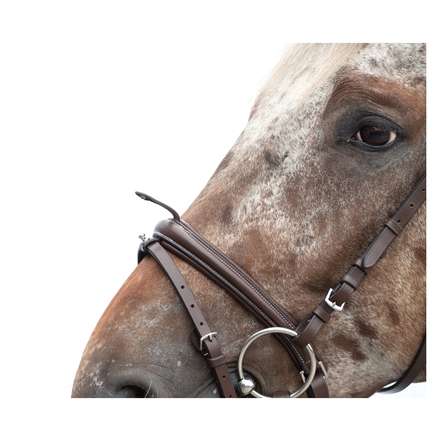 MONTIVUM Trensenzaum Breslau – Ansicht 4