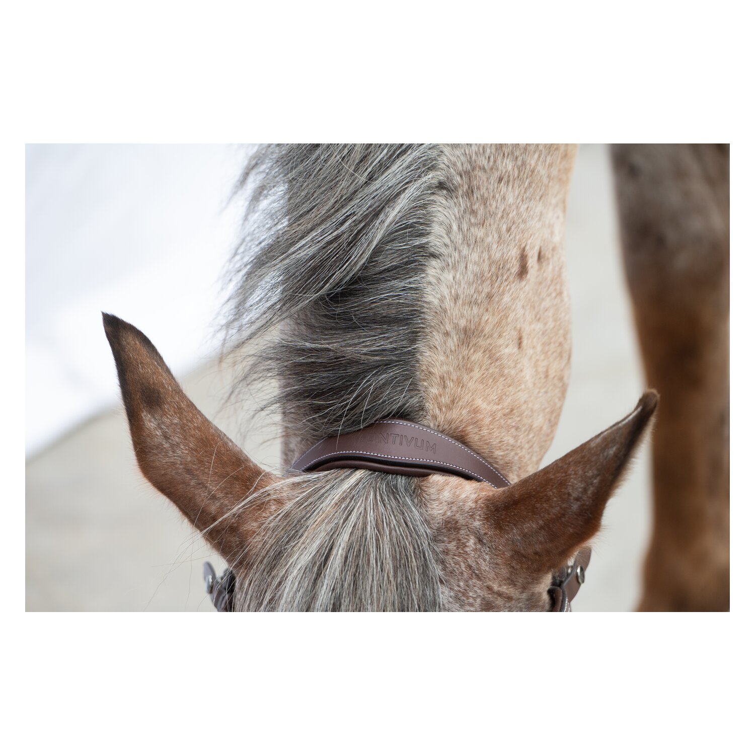 MONTIVUM Trensenzaum Breslau – Ansicht 7