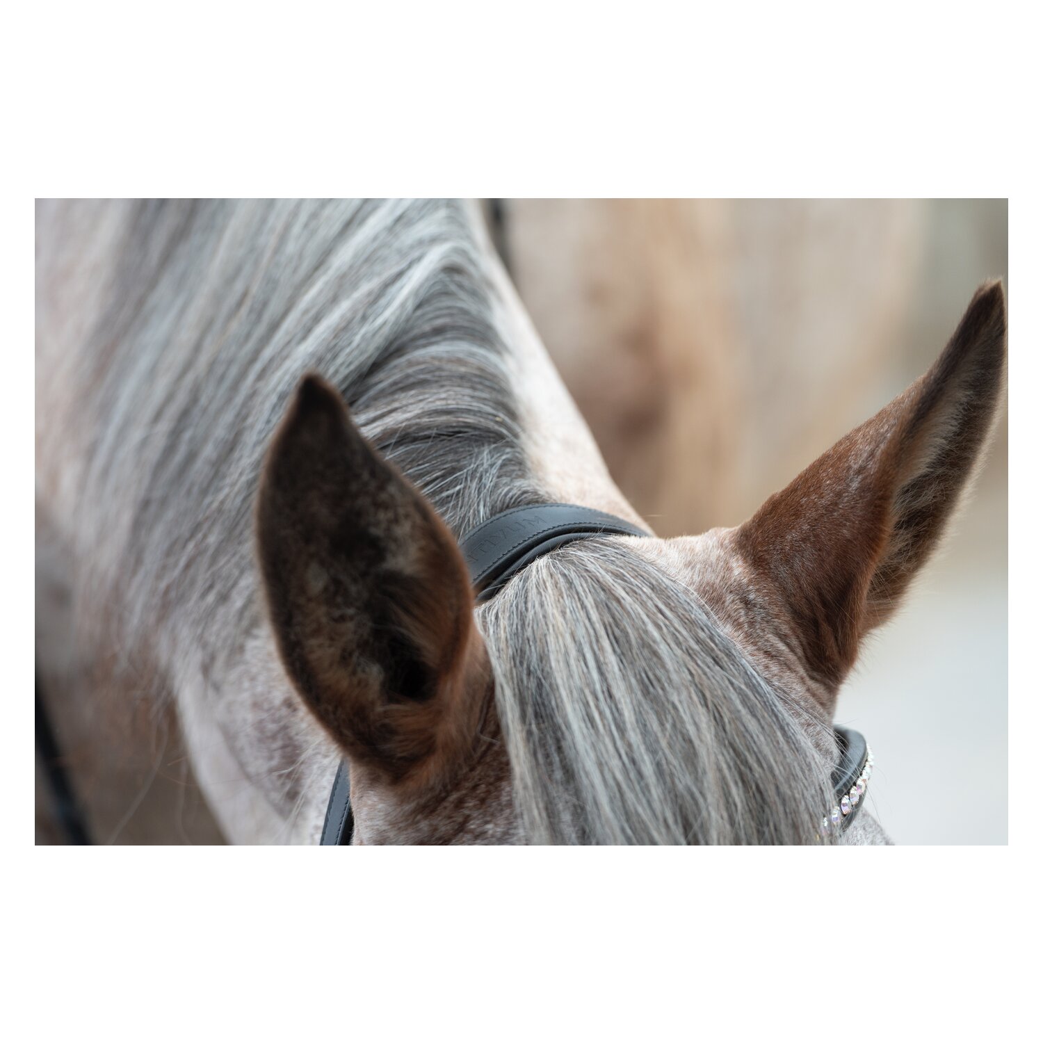 MONTIVUM Trensenzaum Breslau – Ansicht 4