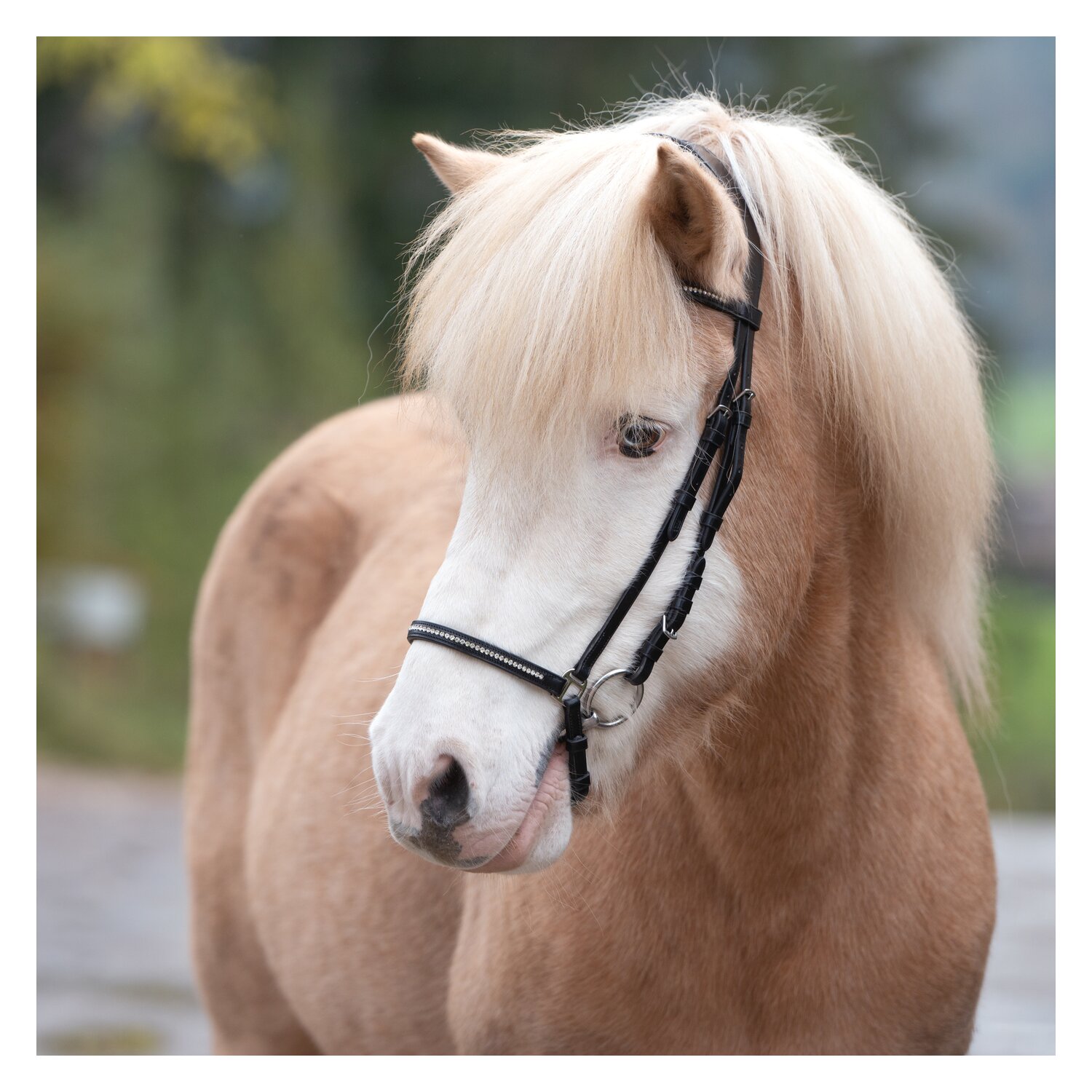 MONTIVUM Islandtrensenzaum Akranes – Ansicht 2
