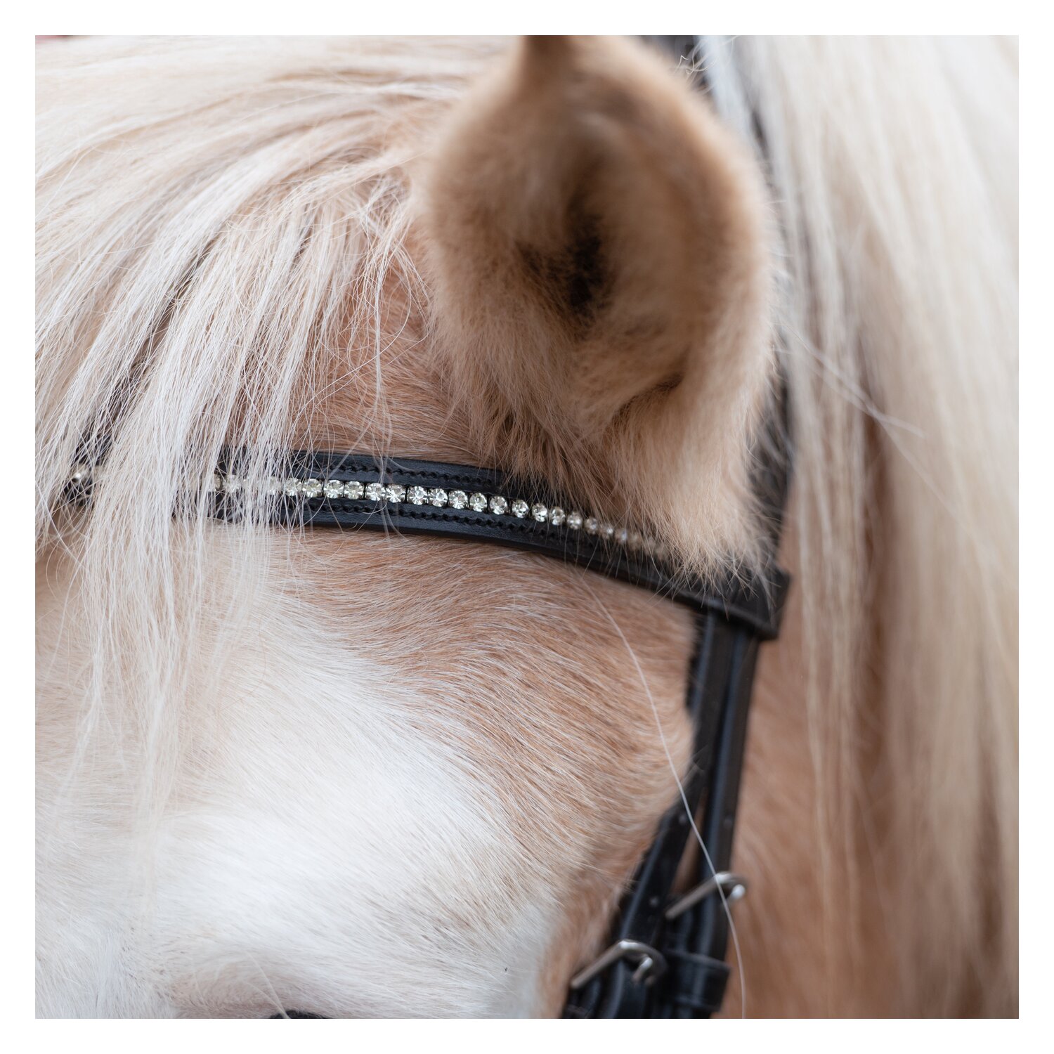 MONTIVUM Islandtrensenzaum Akranes – Ansicht 3