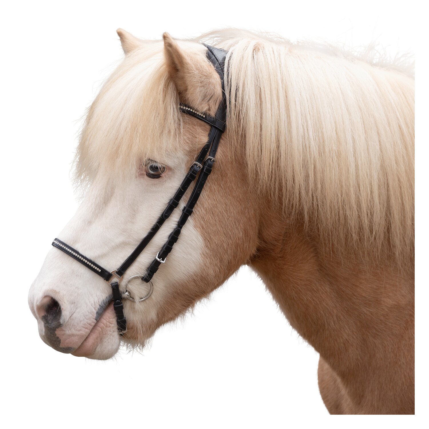 MONTIVUM Islandtrensenzaum Akranes – Ansicht 1