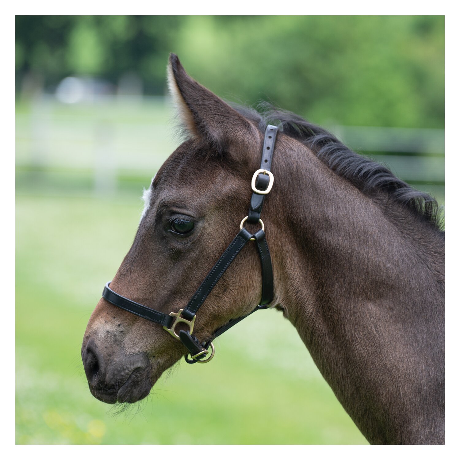 MONTIVUM Fohlen-Showhalfter &ndash; Ansicht 1