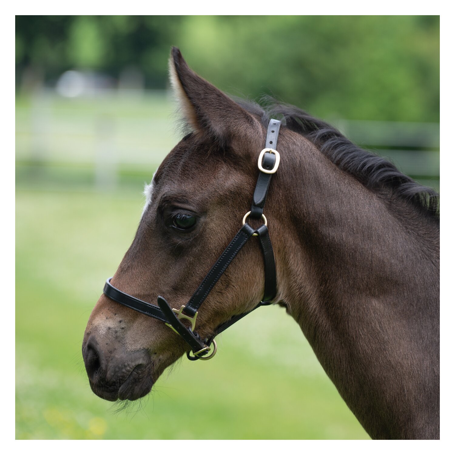 MONTIVUM Fohlen-Showhalfter – Ansicht 1