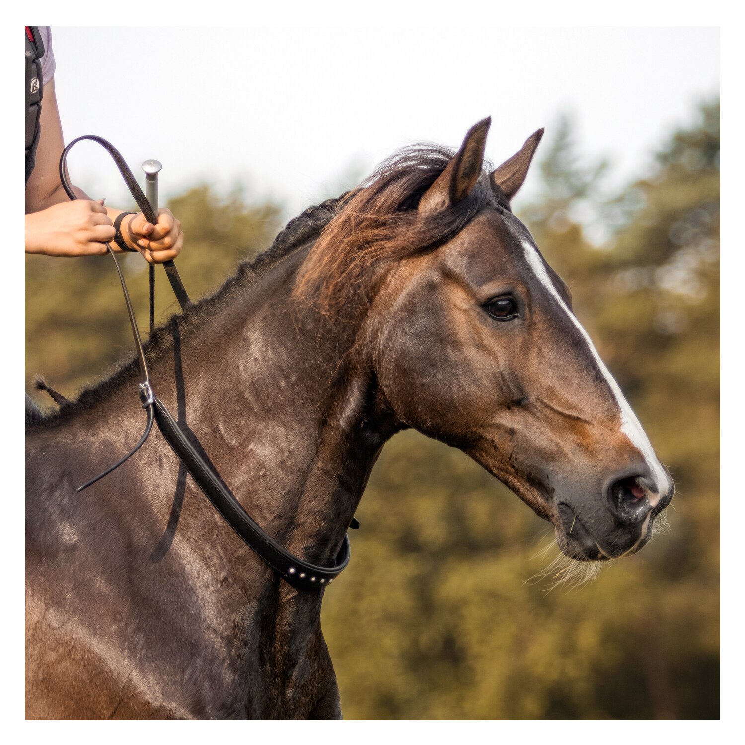 F.R.A. Halsring Glory Skala 1 – Ansicht 2