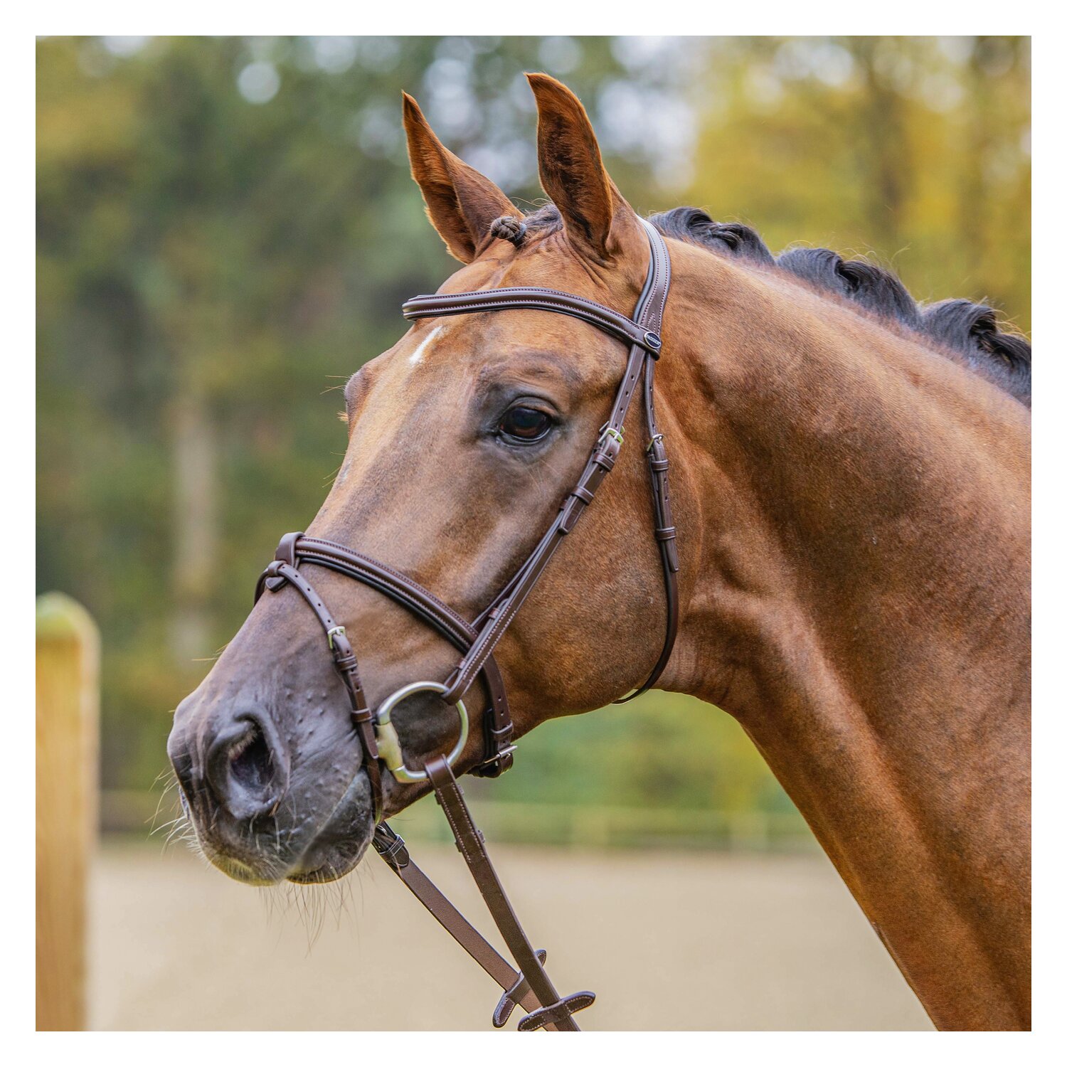 PASSIER Trensenzaum Fly High – Ansicht 2