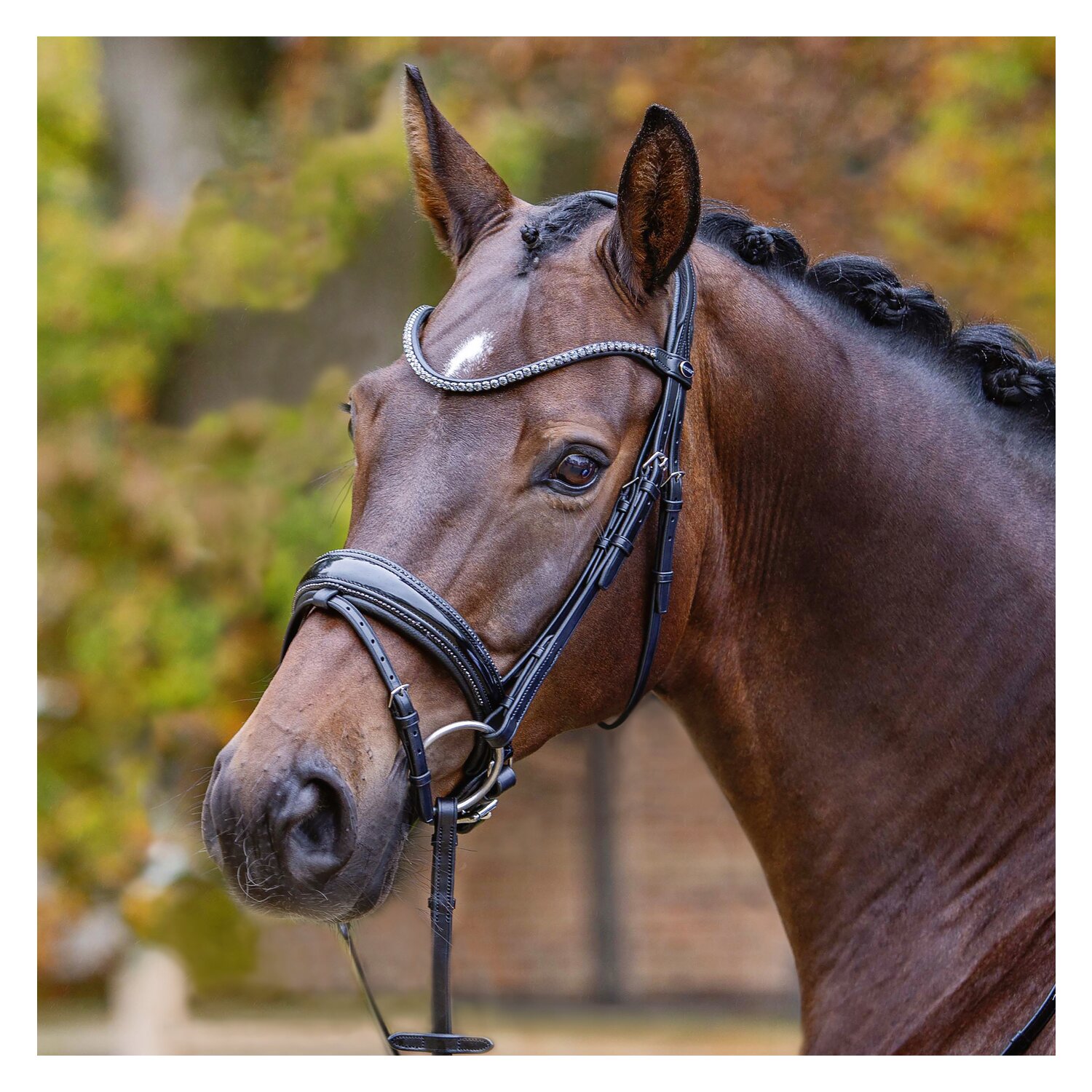 PASSIER Trensenzaum Shadow – Ansicht 2