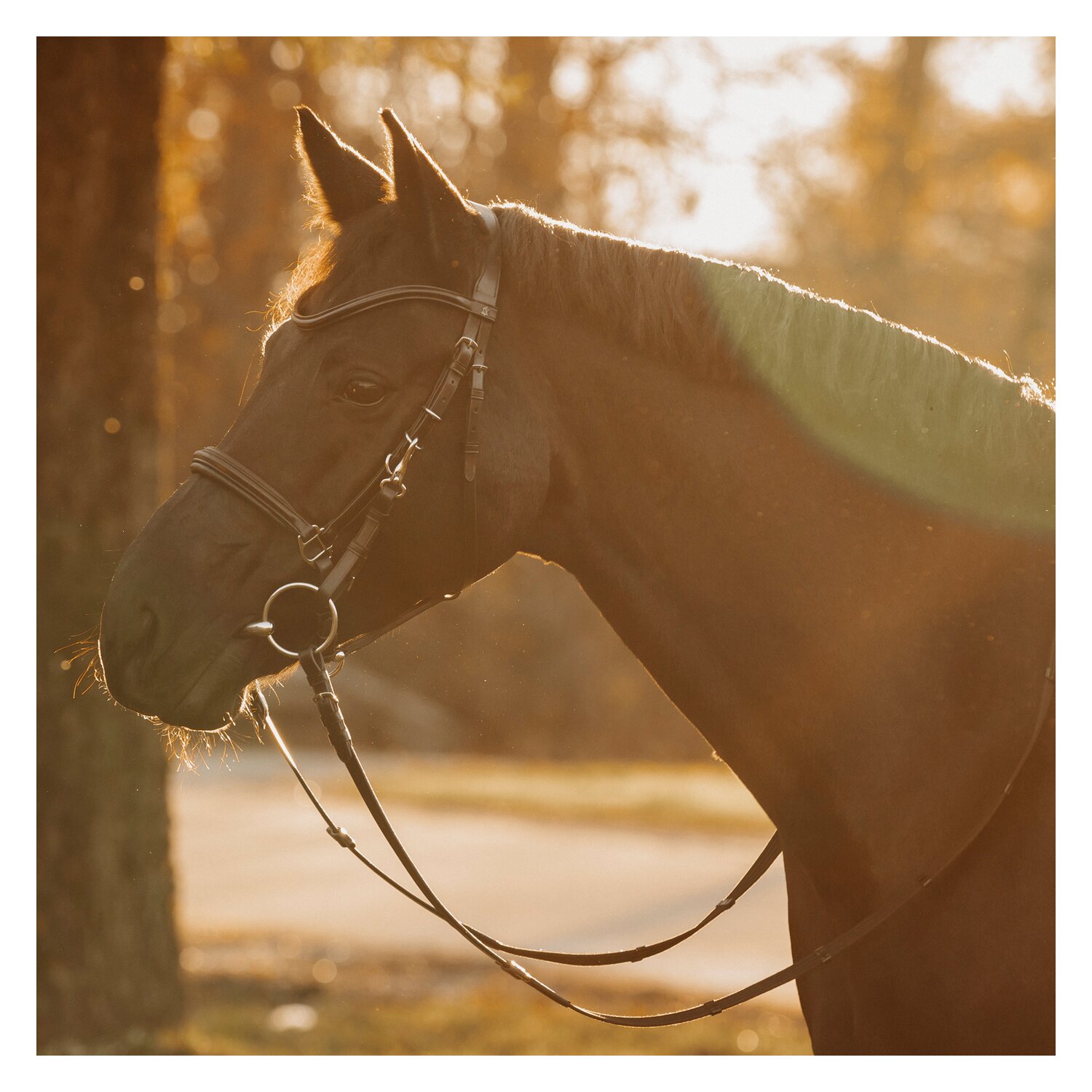 DÖBERT Wanderreitzaum Kiel – Ansicht 1