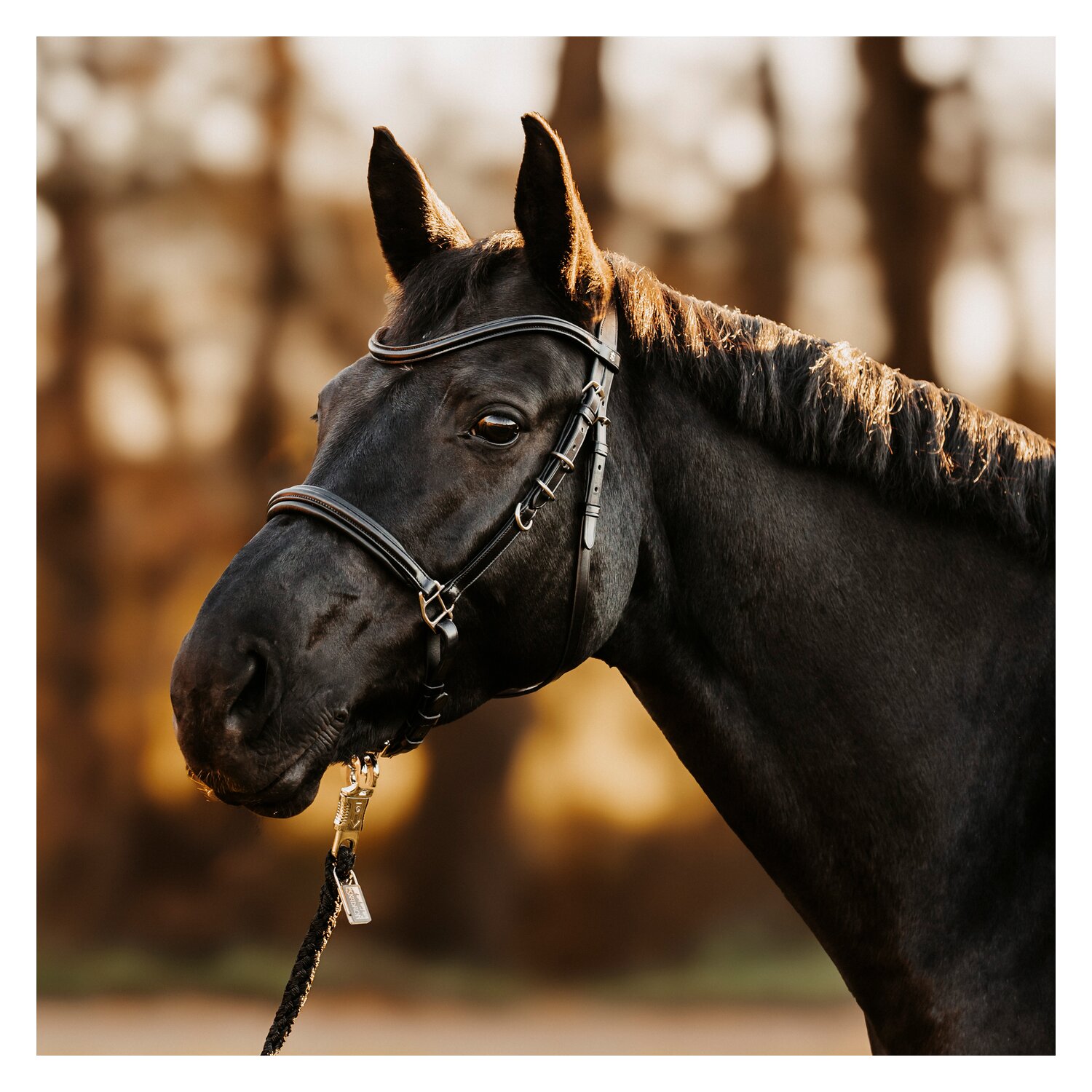 DÖBERT Wanderreitzaum Kiel – Ansicht 2