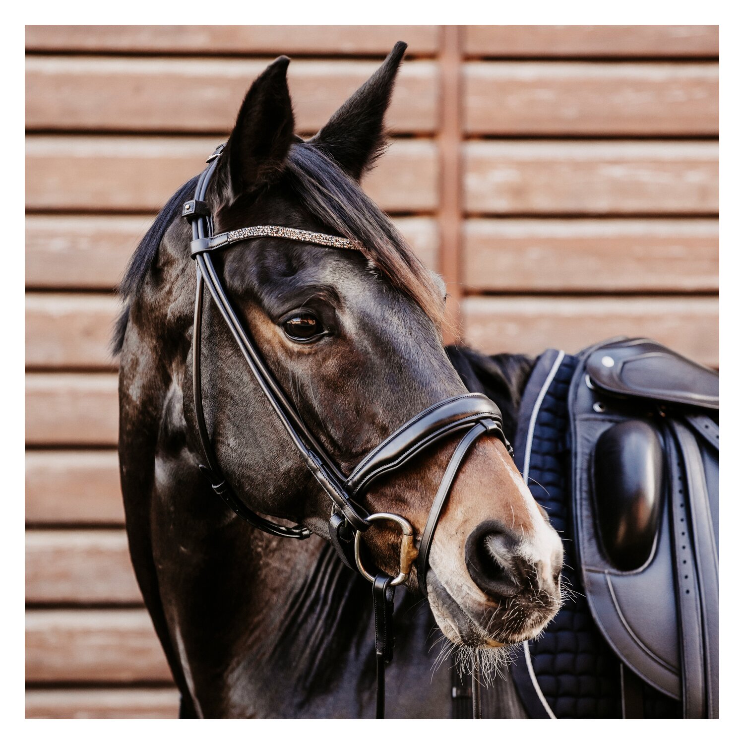 DÖBERT Trensenzaum Berlin – Ansicht 1