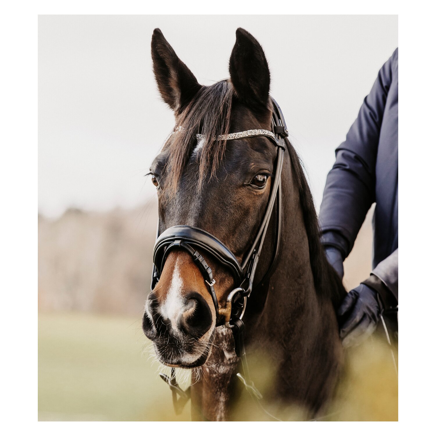 DÖBERT Trensenzaum Berlin – Ansicht 2