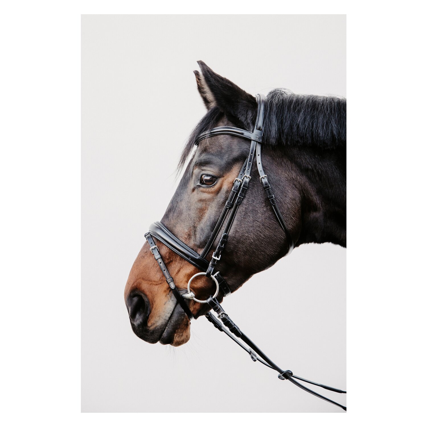 DÖBERT Trensenzaum Köln – Ansicht 1