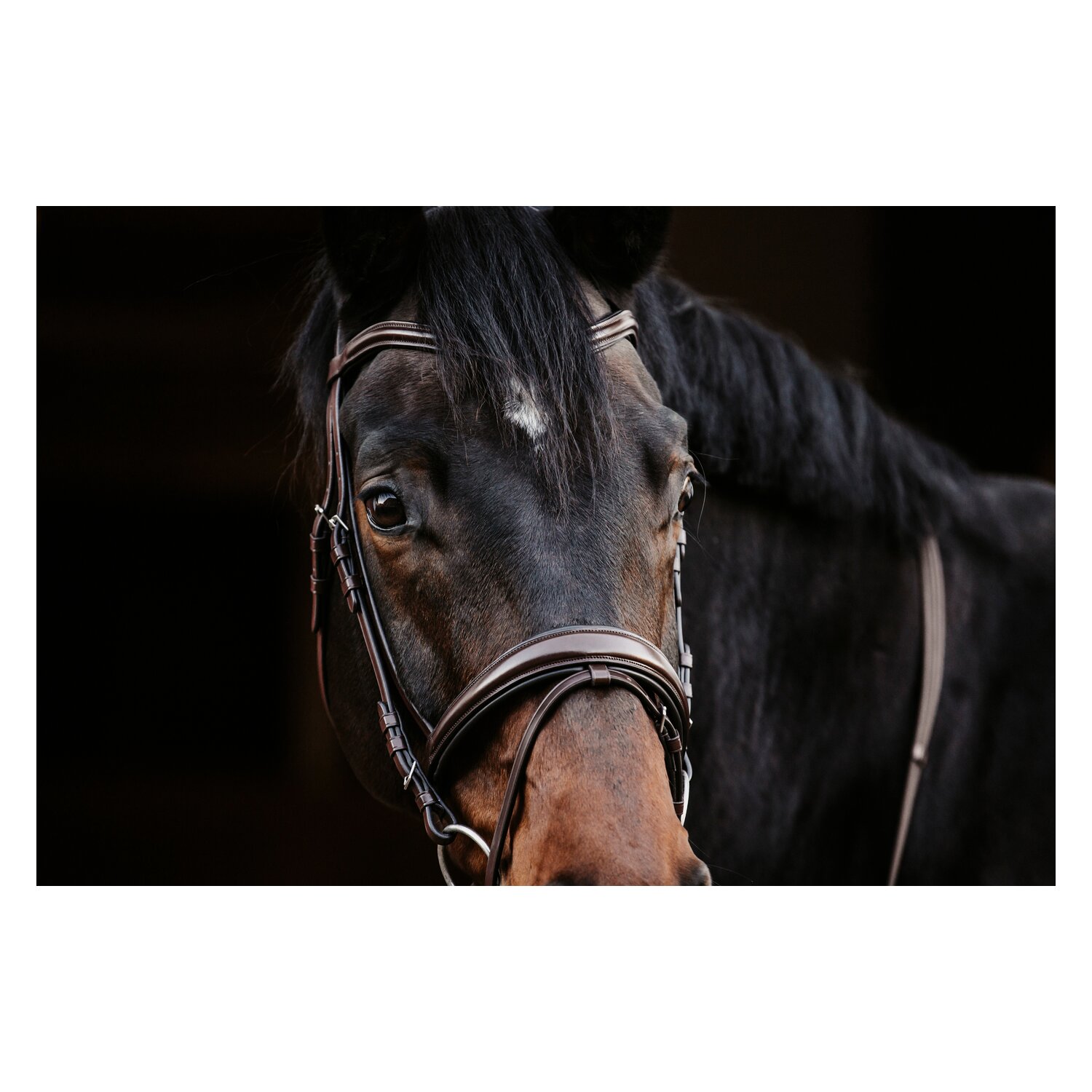 DÖBERT Trensenzaum Köln – Ansicht 4