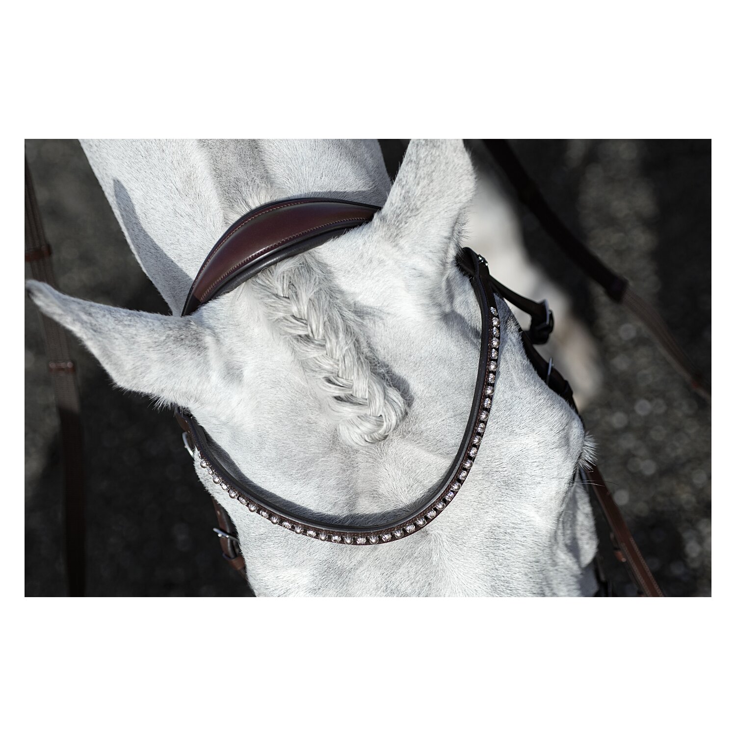 DÖBERT Trensenzaum Mainz – Ansicht 4