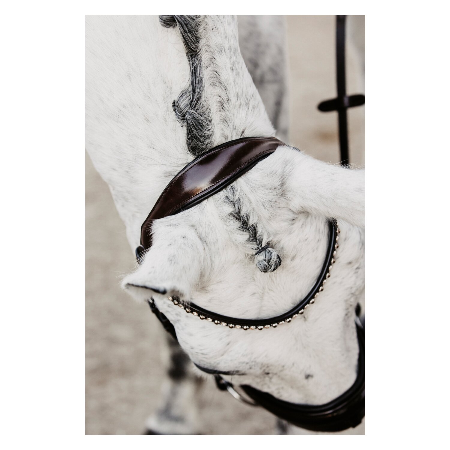 DÖBERT Trensenzaum Mainz – Ansicht 6