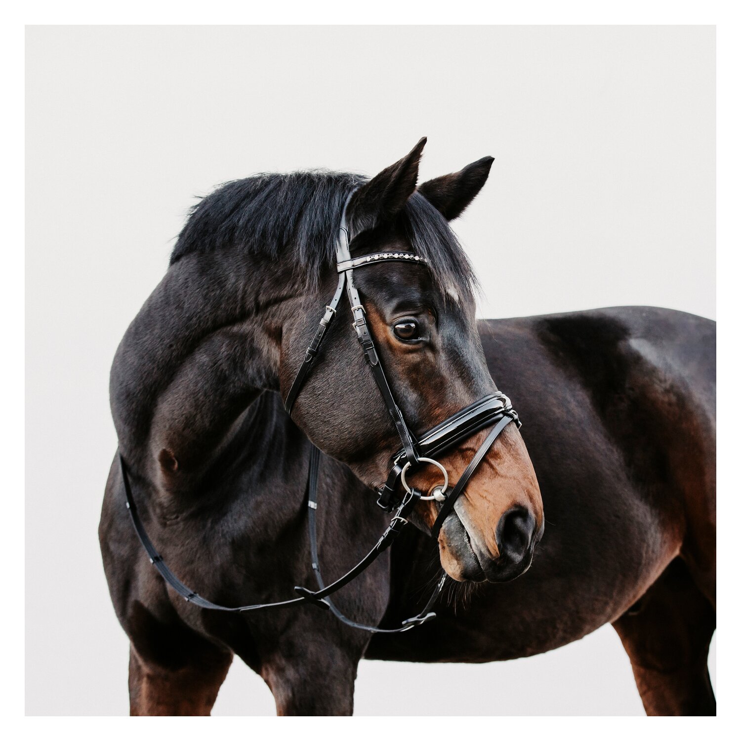 DÖBERT Trensenzaum Mainz – Ansicht 1