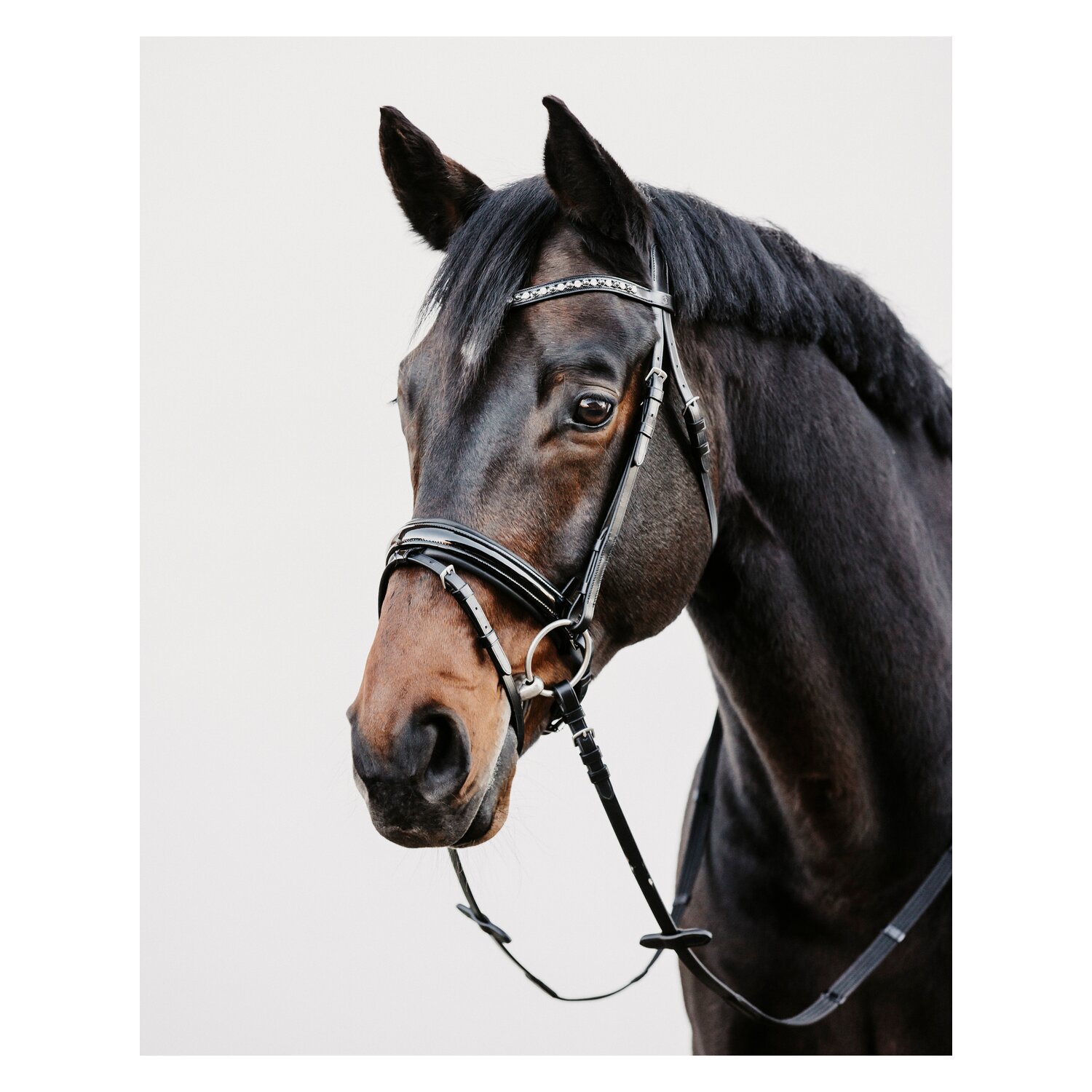 DÖBERT Trensenzaum Mainz – Ansicht 3