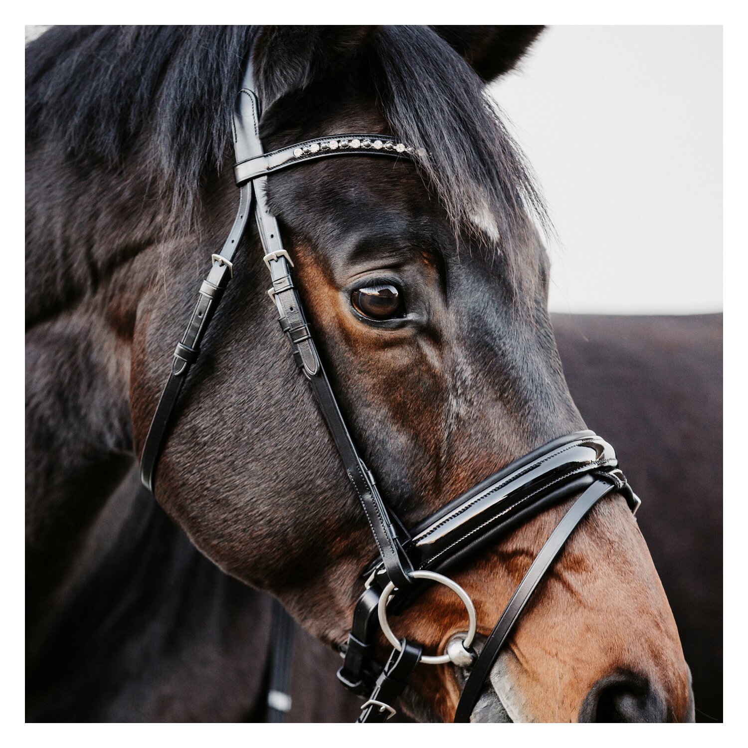 DÖBERT Trensenzaum Mainz – Ansicht 4