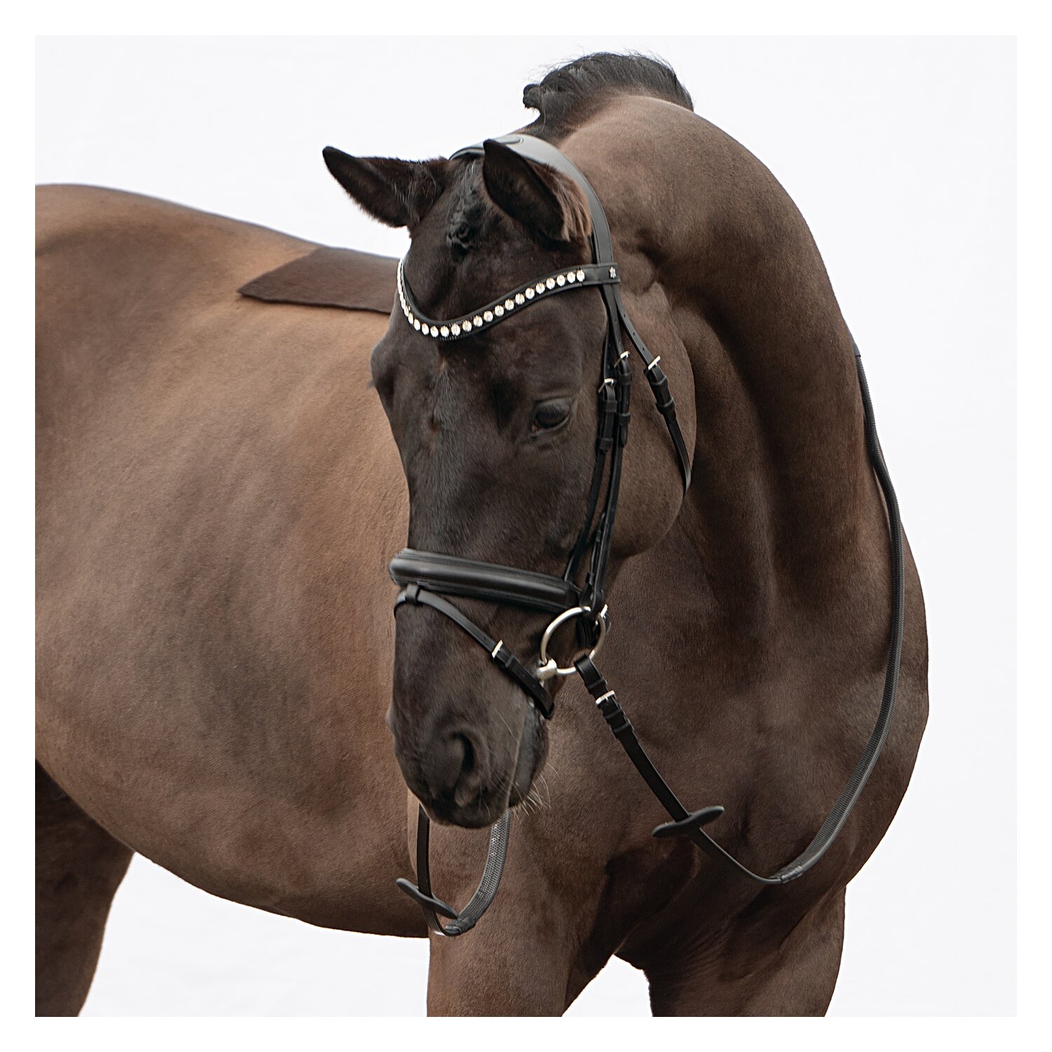 DÖBERT Trensenzaum Hamburg – Ansicht 5