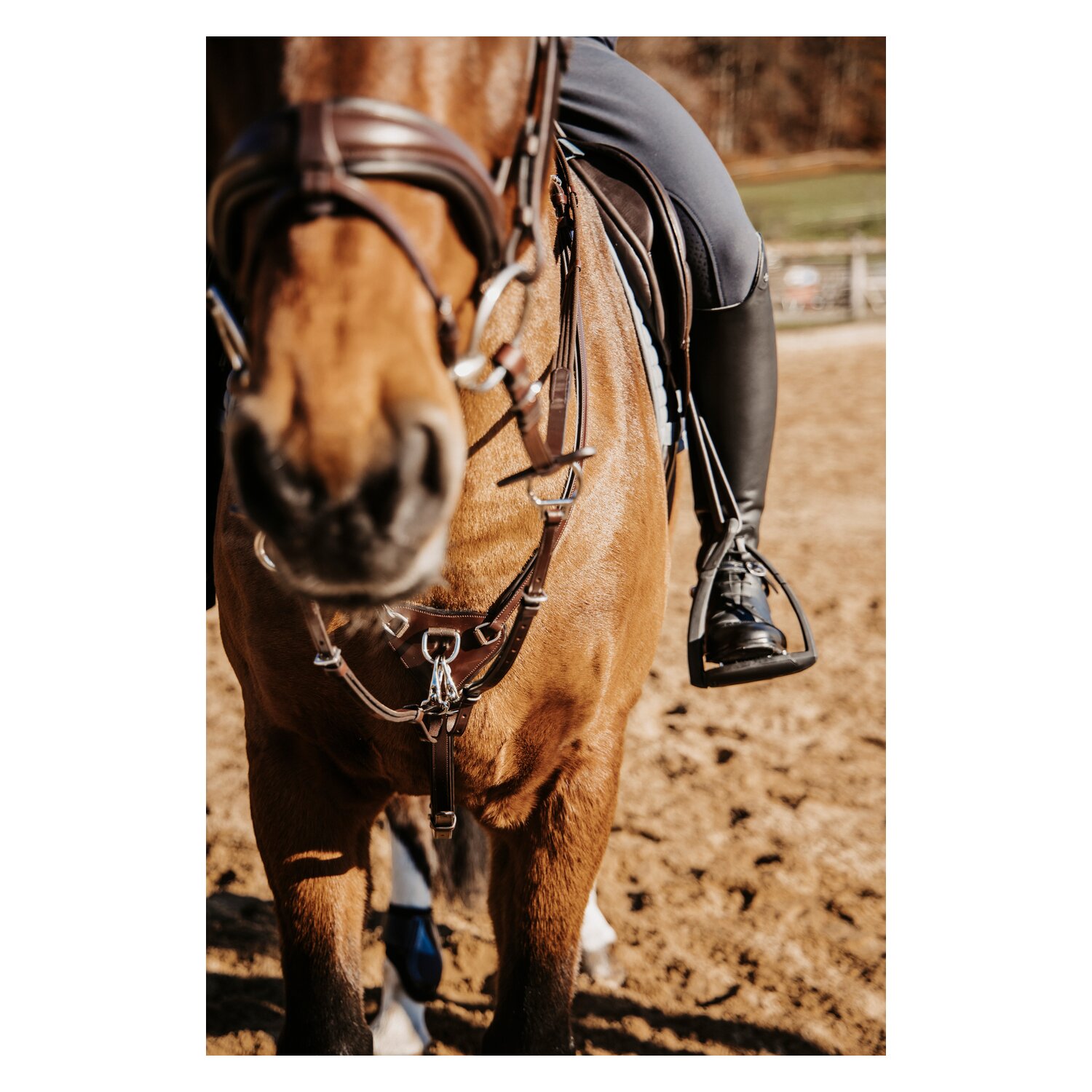 DÖBERT Martingal Bremen Premium – Ansicht 4