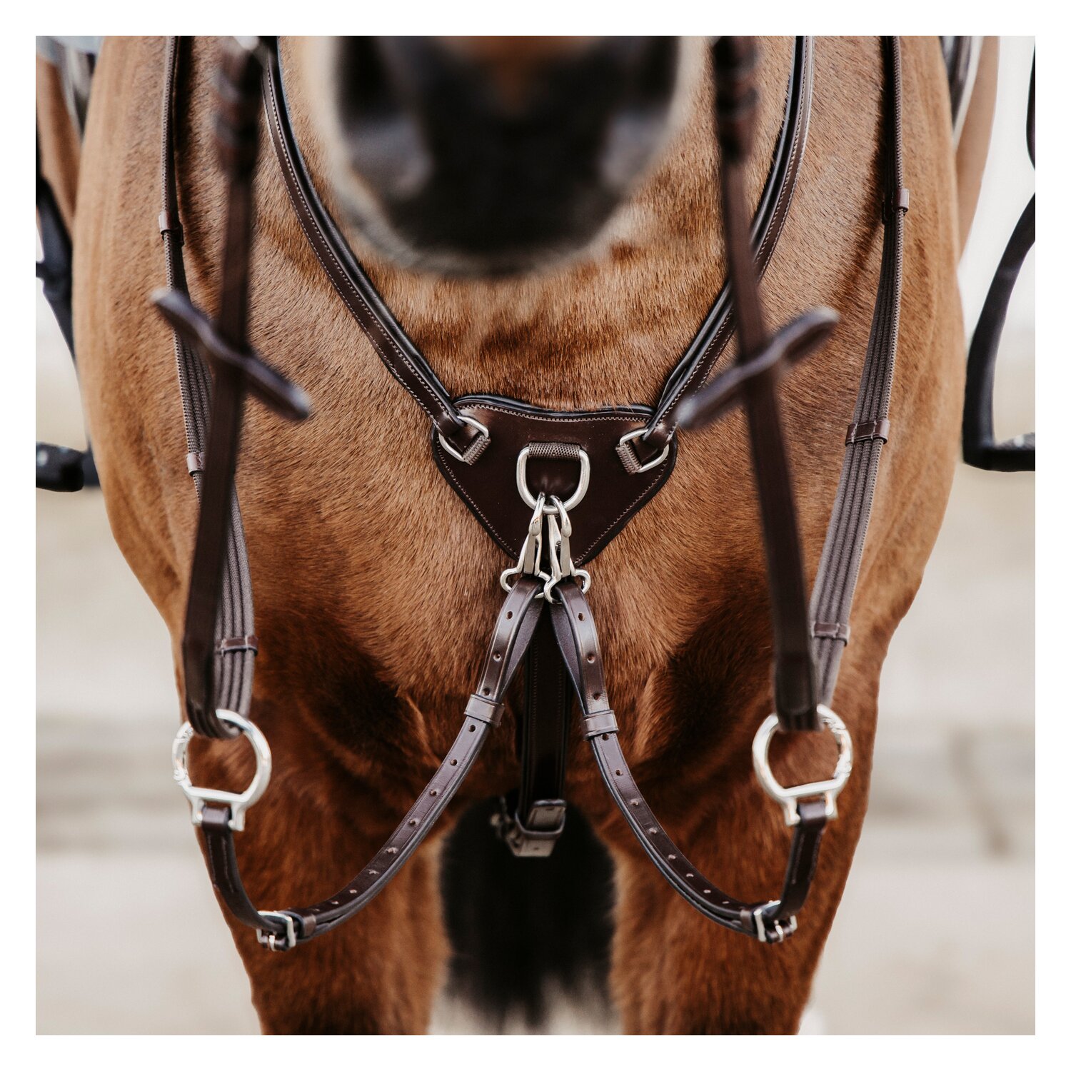 DÖBERT Martingal Bremen Premium – Ansicht 1