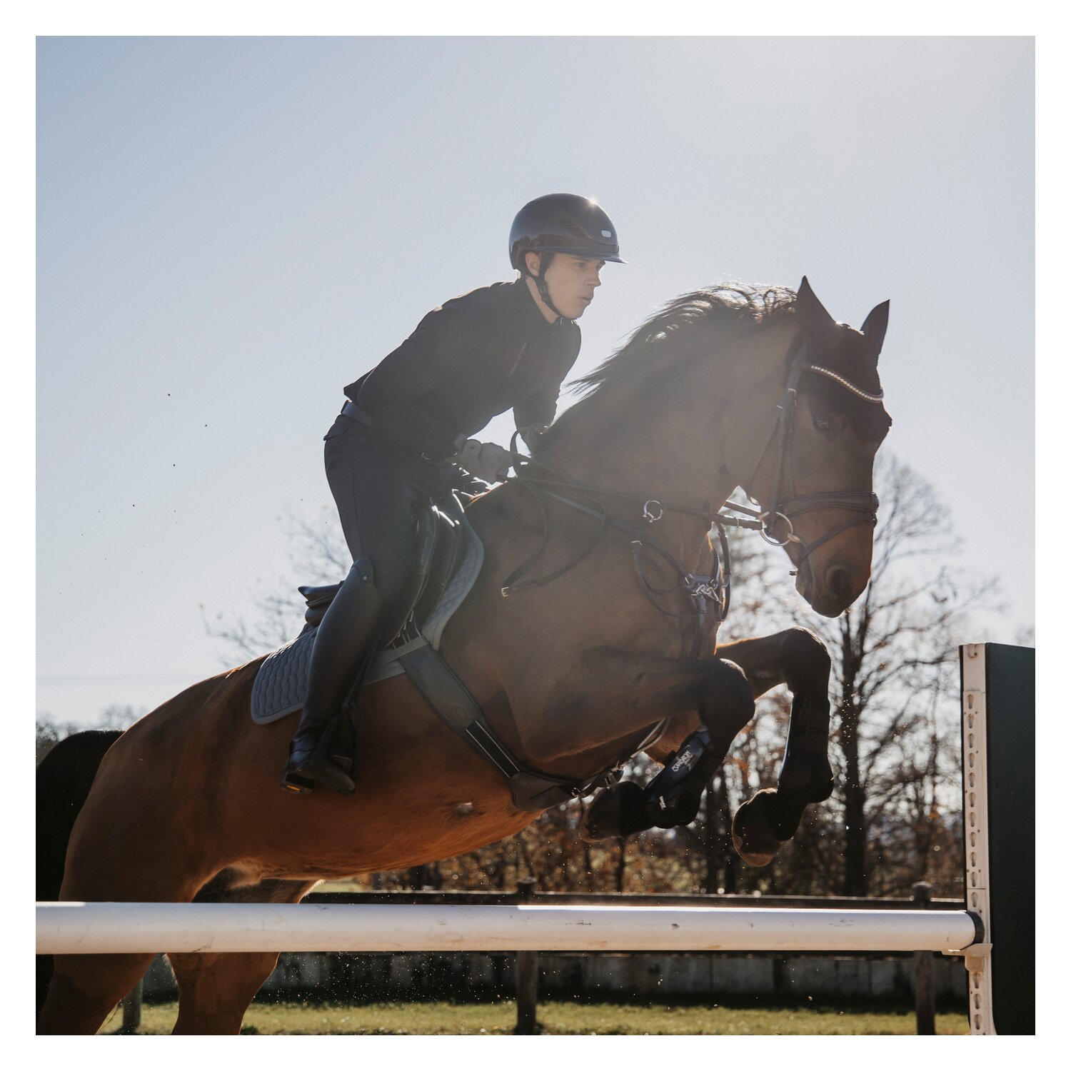 DÖBERT Trensenzaum München Premium – Ansicht 6