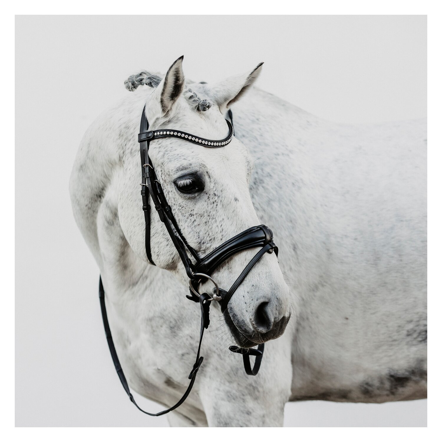 DÖBERT Trensenzaum München Premium – Ansicht 4