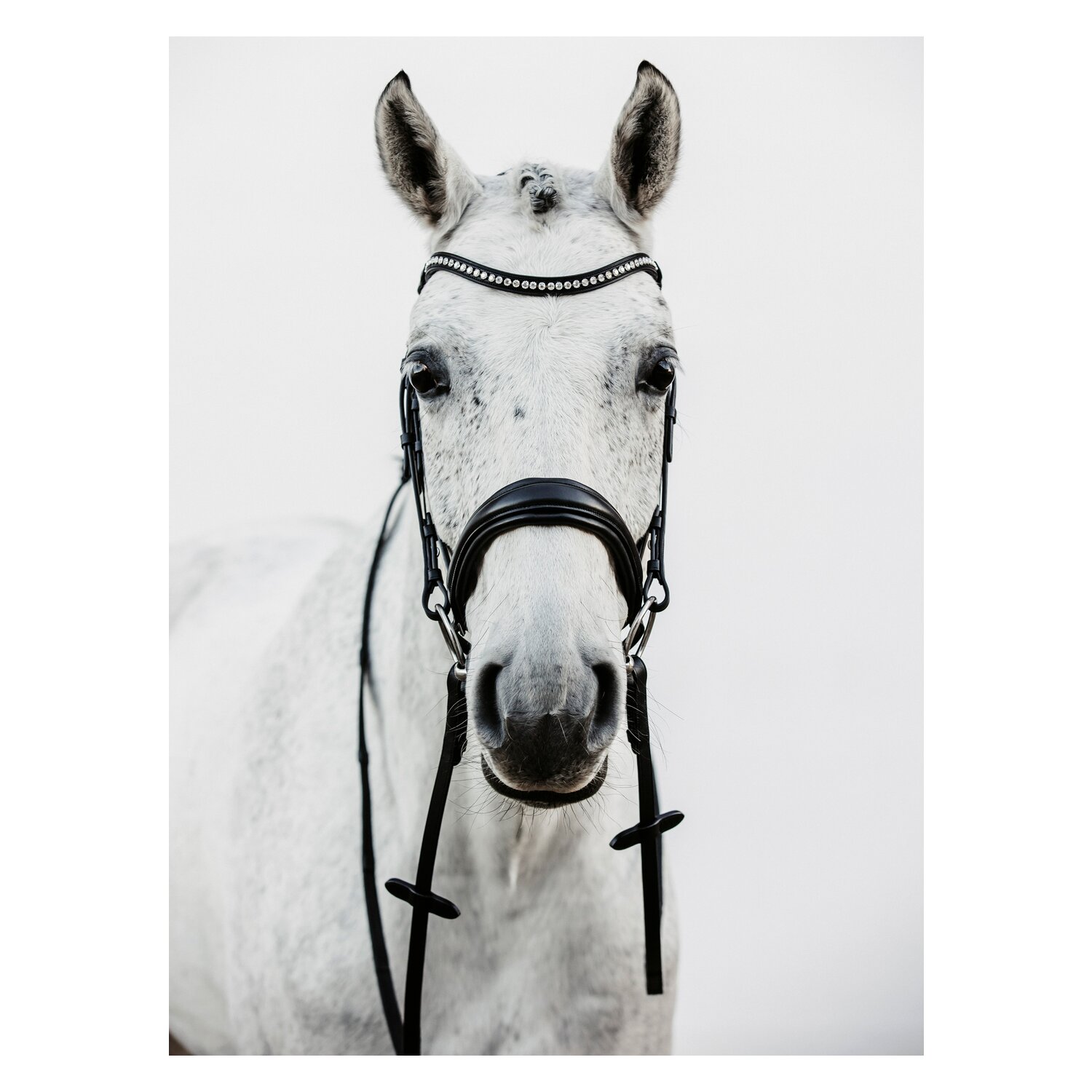 DÖBERT Trensenzaum München Premium – Ansicht 5