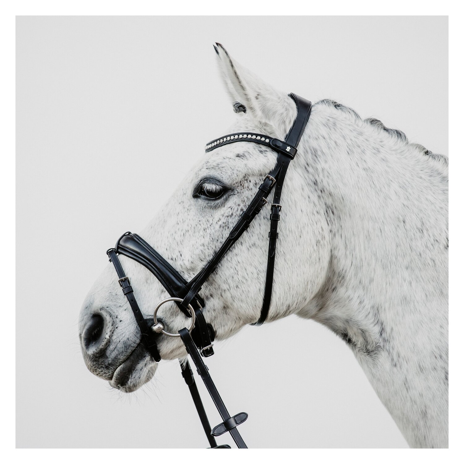 DÖBERT Trensenzaum München Premium – Ansicht 1