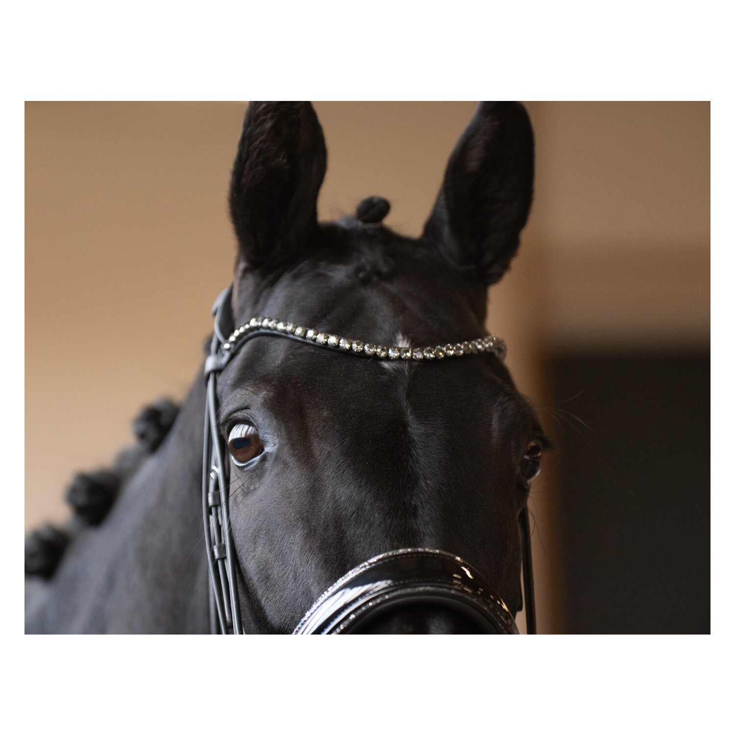 DÖBERT Kandarenzaum Bonn &ndash; Ansicht 2