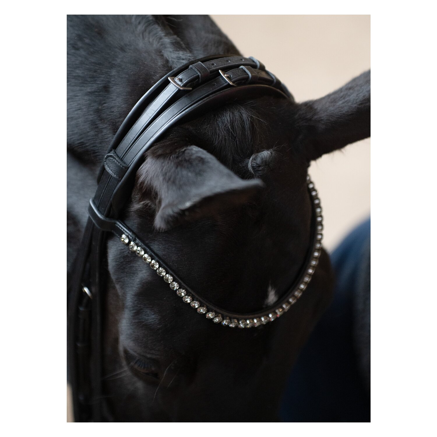 DÖBERT Kandarenzaum Bonn &ndash; Ansicht 4