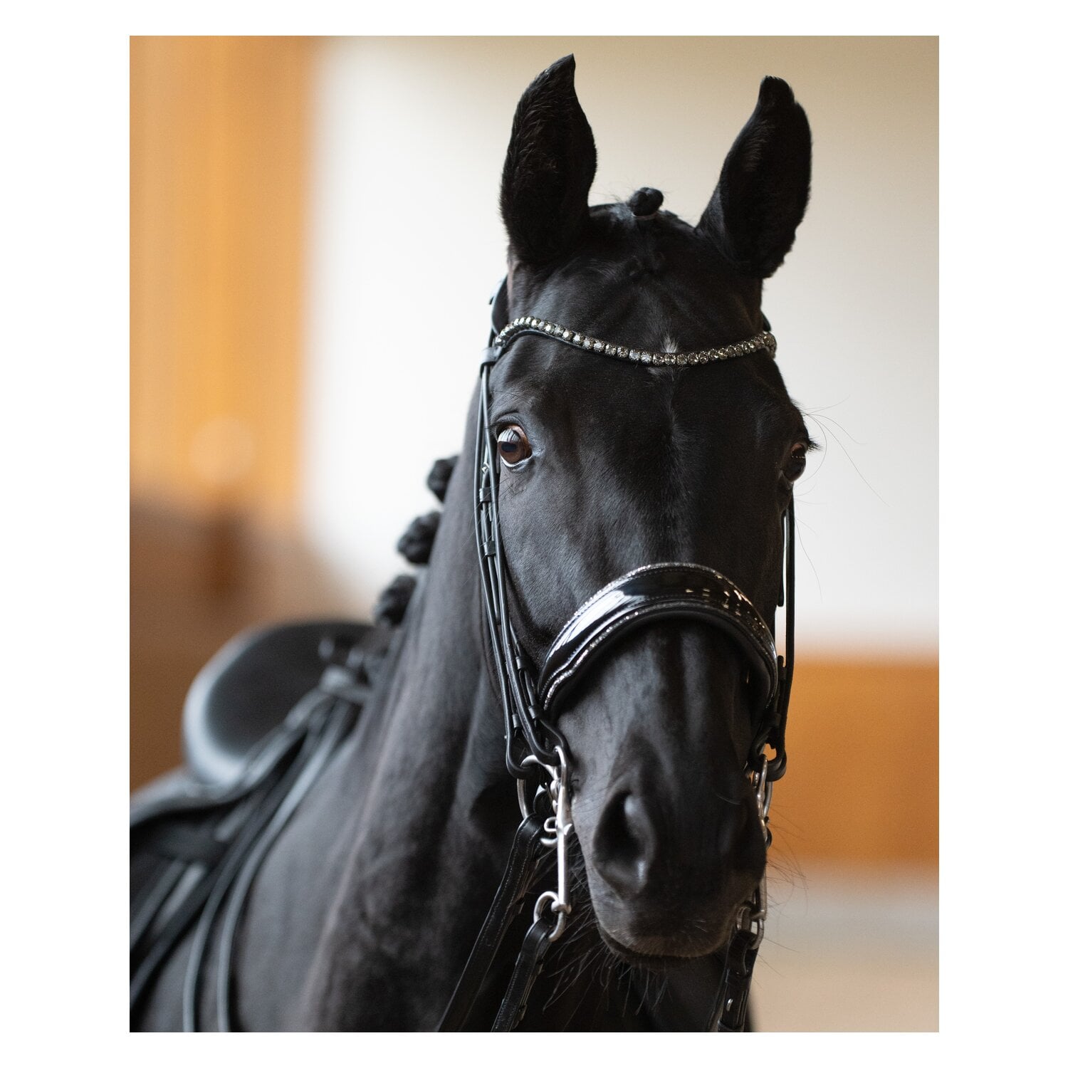 DÖBERT Kandarenzaum Bonn &ndash; Ansicht 1