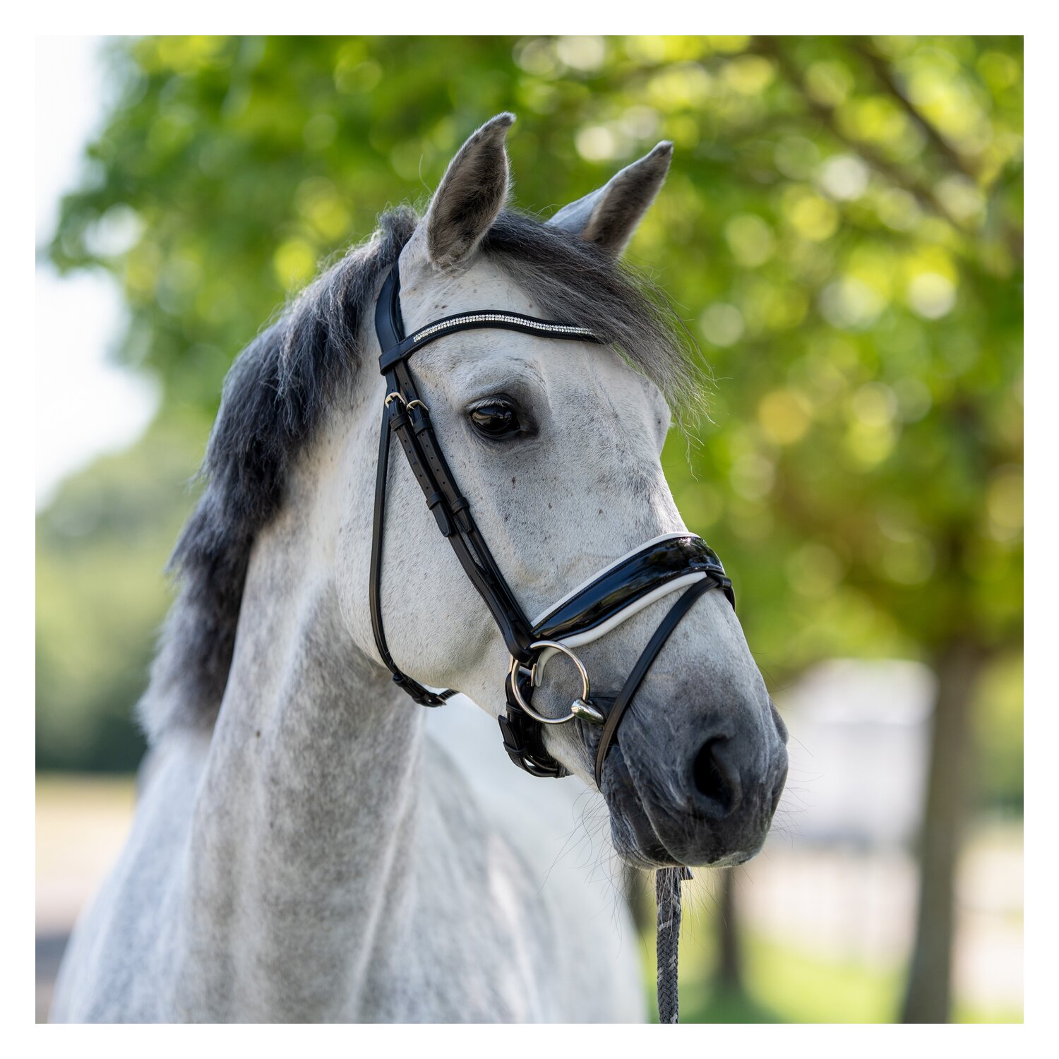 PRESTIGE Dressurtrense – Ansicht 3