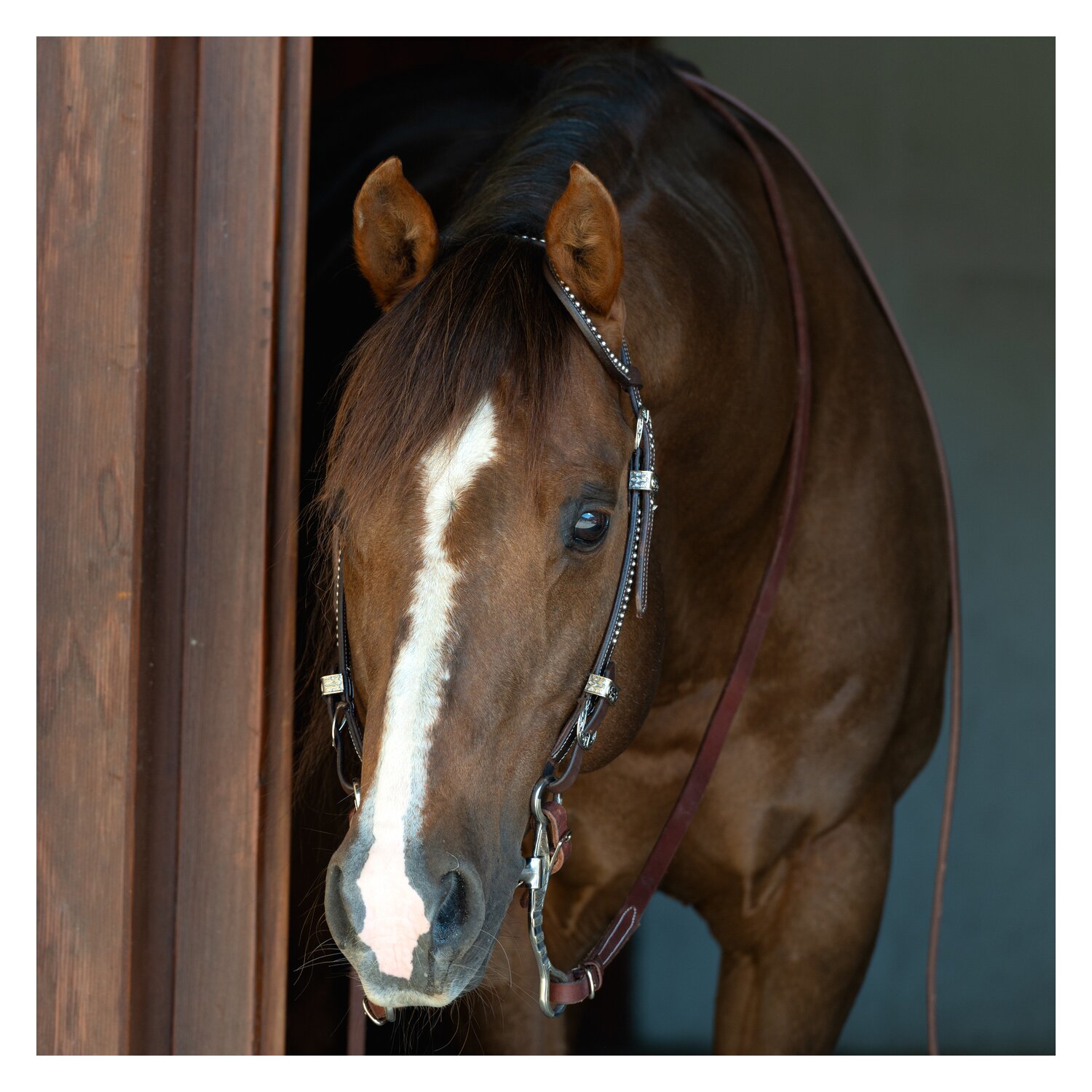 Passion 4Q Western-Einohrtrense mit Nieten – Ansicht 3