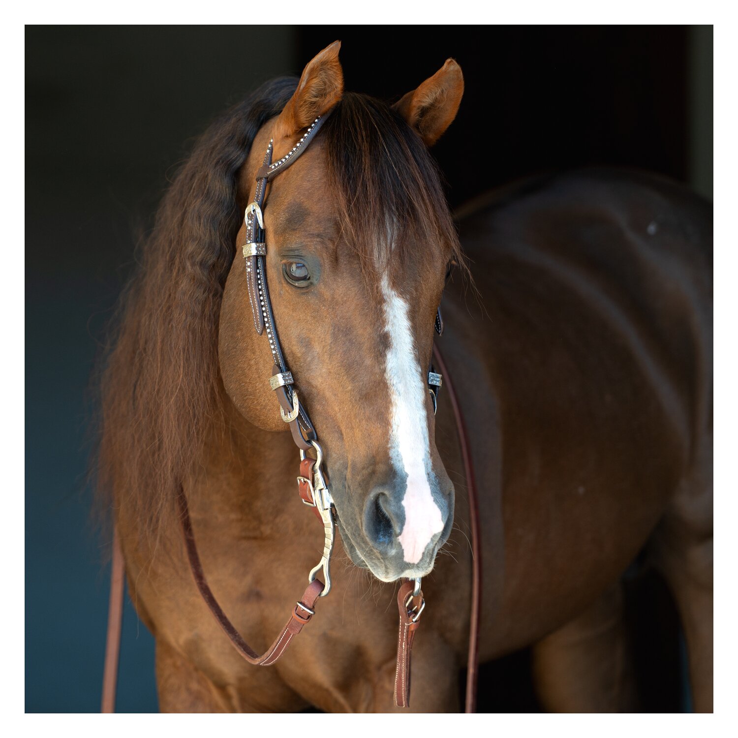 Passion 4Q Western-Einohrtrense mit Nieten – Ansicht 1