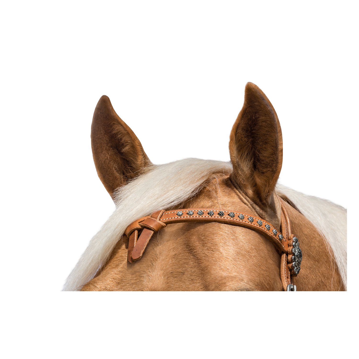 L-pro West Westerntrense Black Rose – Ansicht 2