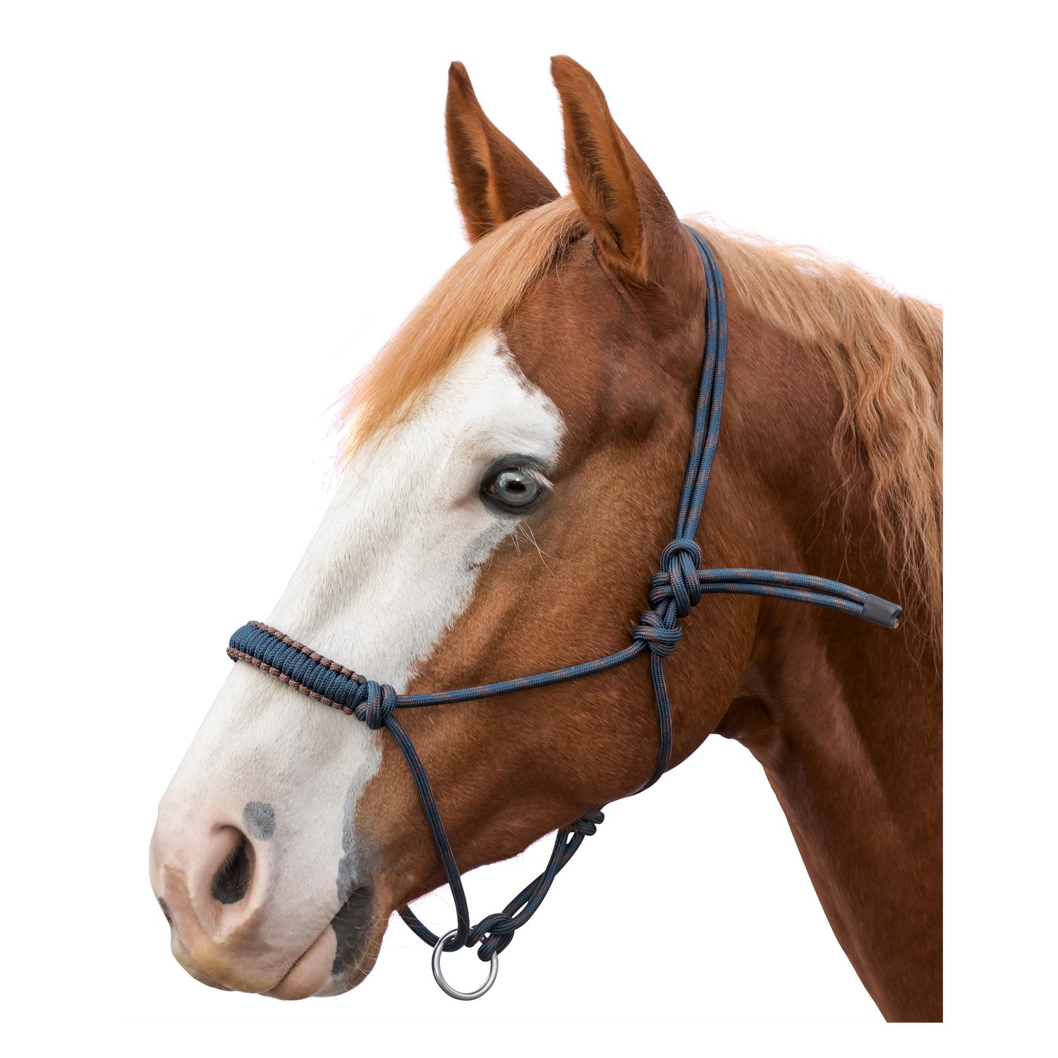 L-pro West Knotenhalfter Bicolor – Ansicht 2