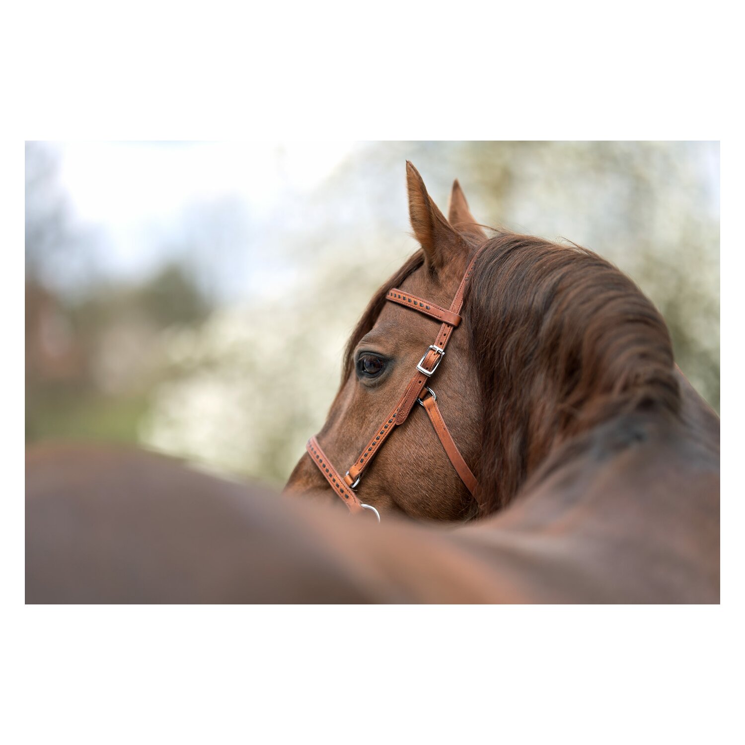 Passion 4Q Sidepull – Ansicht 2