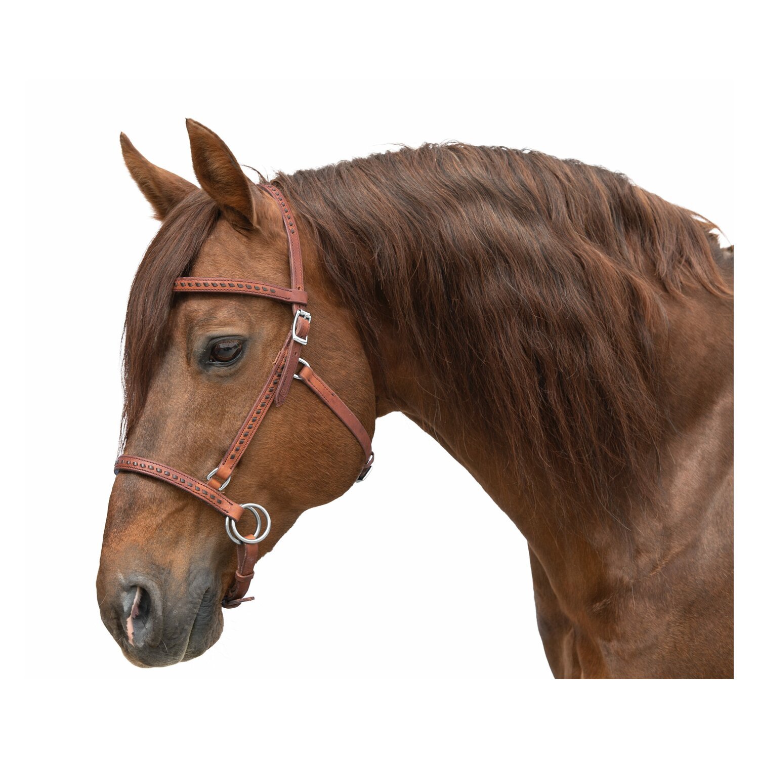 Passion 4Q Sidepull – Ansicht 1