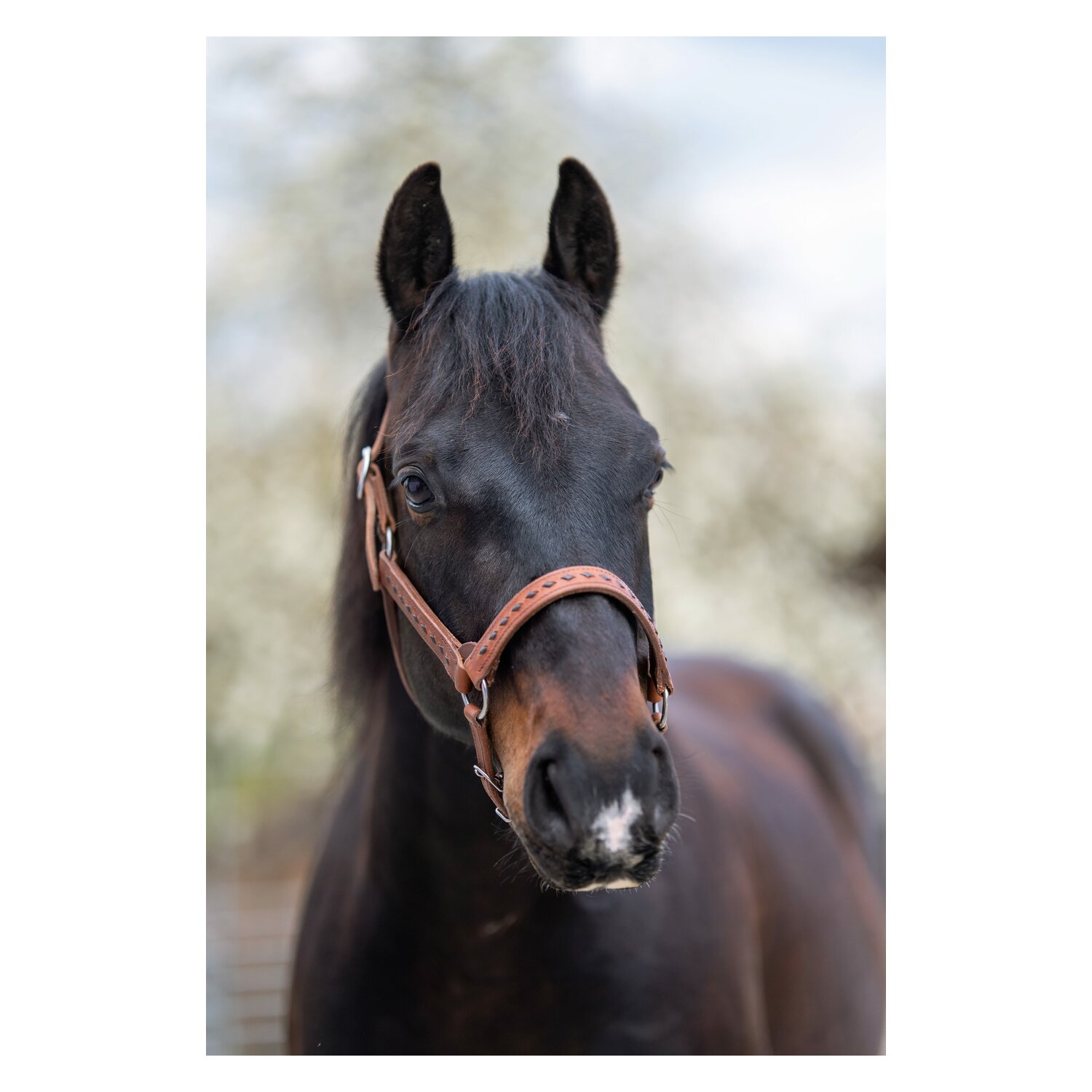 Passion 4Q Lederhalfter – Ansicht 2